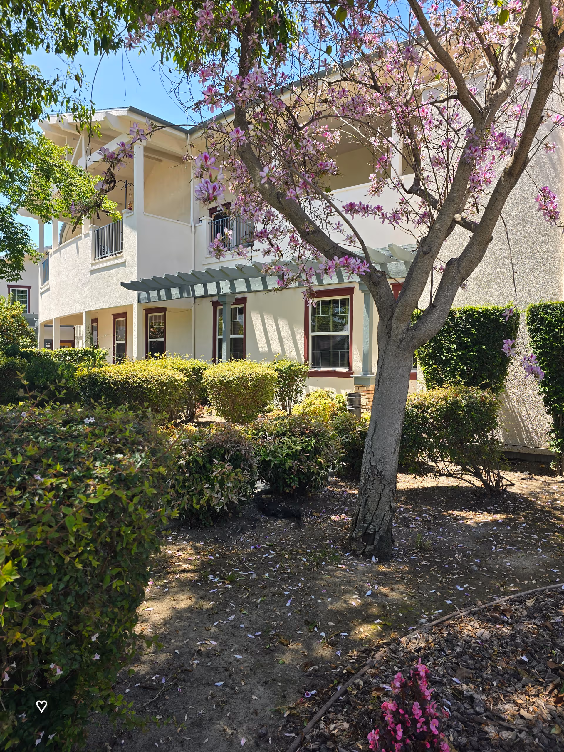 Exterior view of Woods Health Services building with balconies, hedges, and flowering tree.