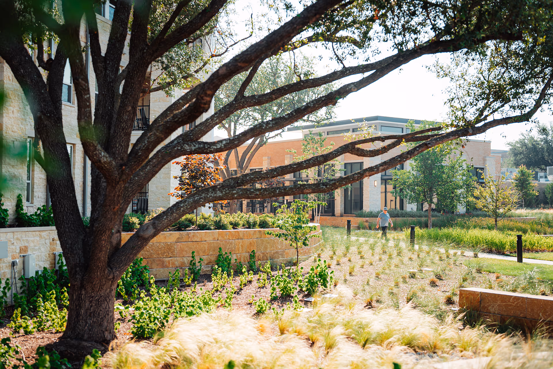 A landscaped outdoor area at Presbyterian Village North featuring a large tree in the foreground, various shrubs and grasses, and a person walking on a pathway near modern buildings in the background.