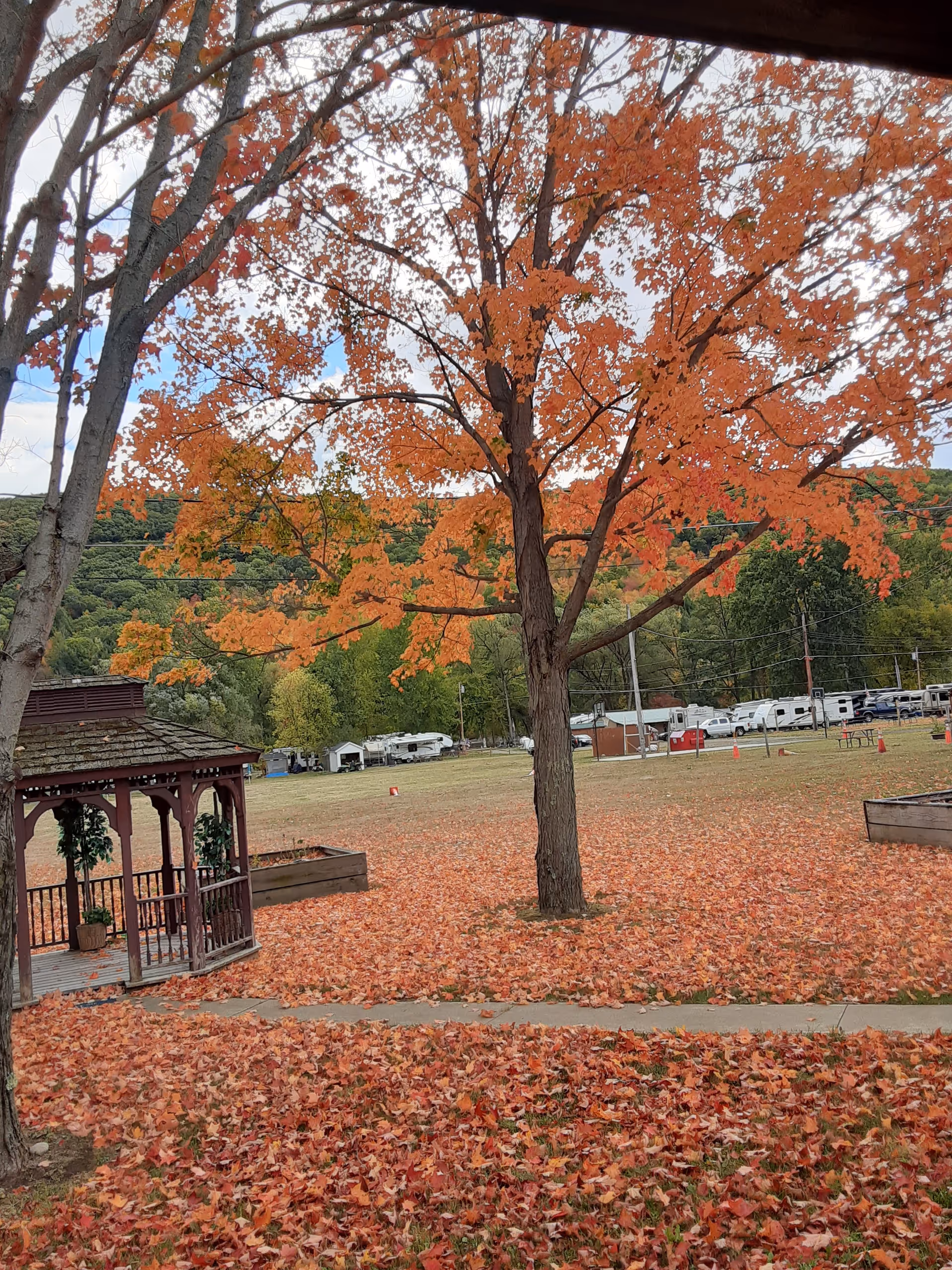 Outdoor scene featuring a large tree with bright orange autumn leaves, a wooden gazebo with potted plants, a grassy area covered with fallen leaves, and several RVs parked in the background near a wooded hillside.