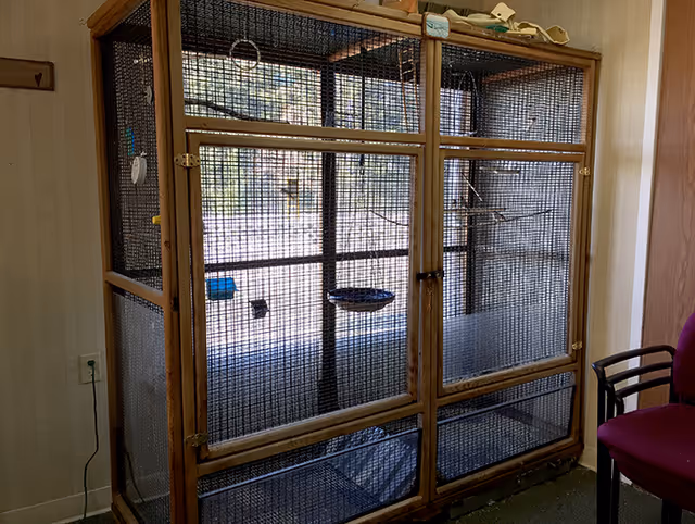 A large wooden-framed birdcage with black mesh sides, containing perches and bird toys, placed indoors near a wall with a power outlet and next to a maroon chair with black armrests.