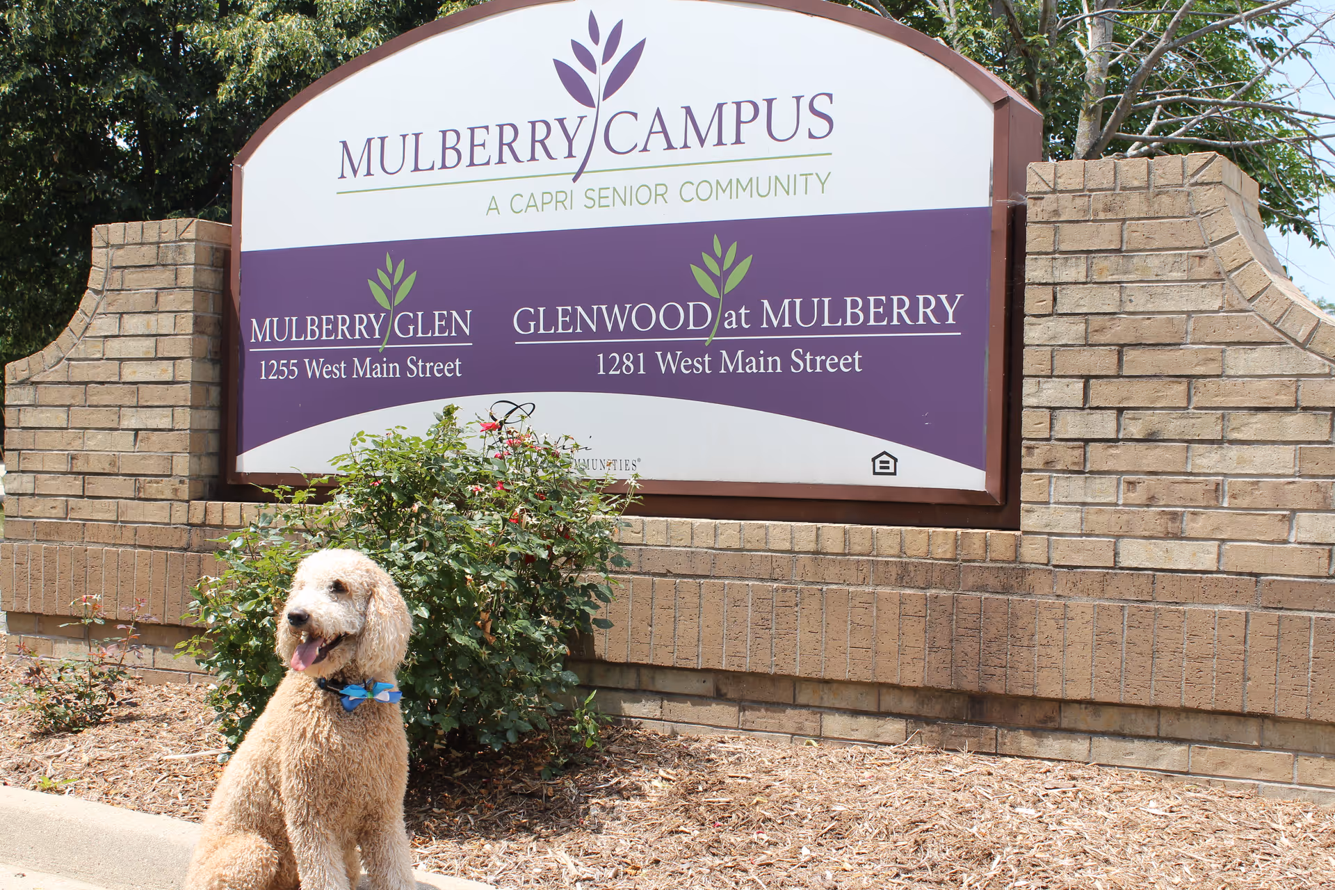 A curly-haired dog wearing a blue collar sitting in front of a brick sign for Mulberry Campus, a Capri Senior Community, showing locations for Mulberry Glen at 1255 West Main Street and Glenwood at Mulberry at 1281 West Main Street.