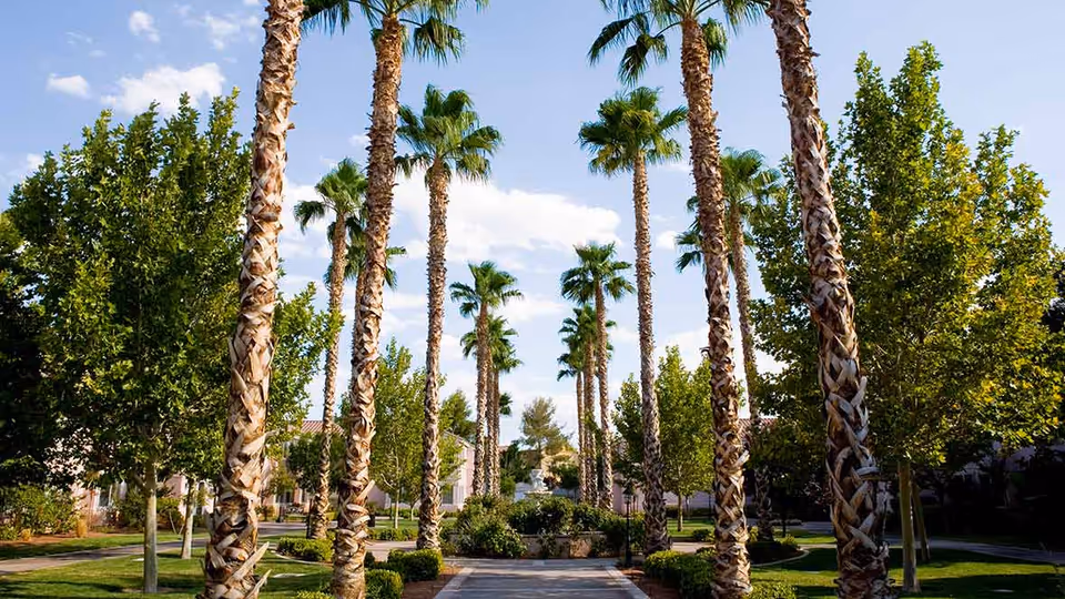A landscaped outdoor pathway lined with tall palm trees and other green trees on both sides under a blue sky with some clouds, with buildings visible in the background.