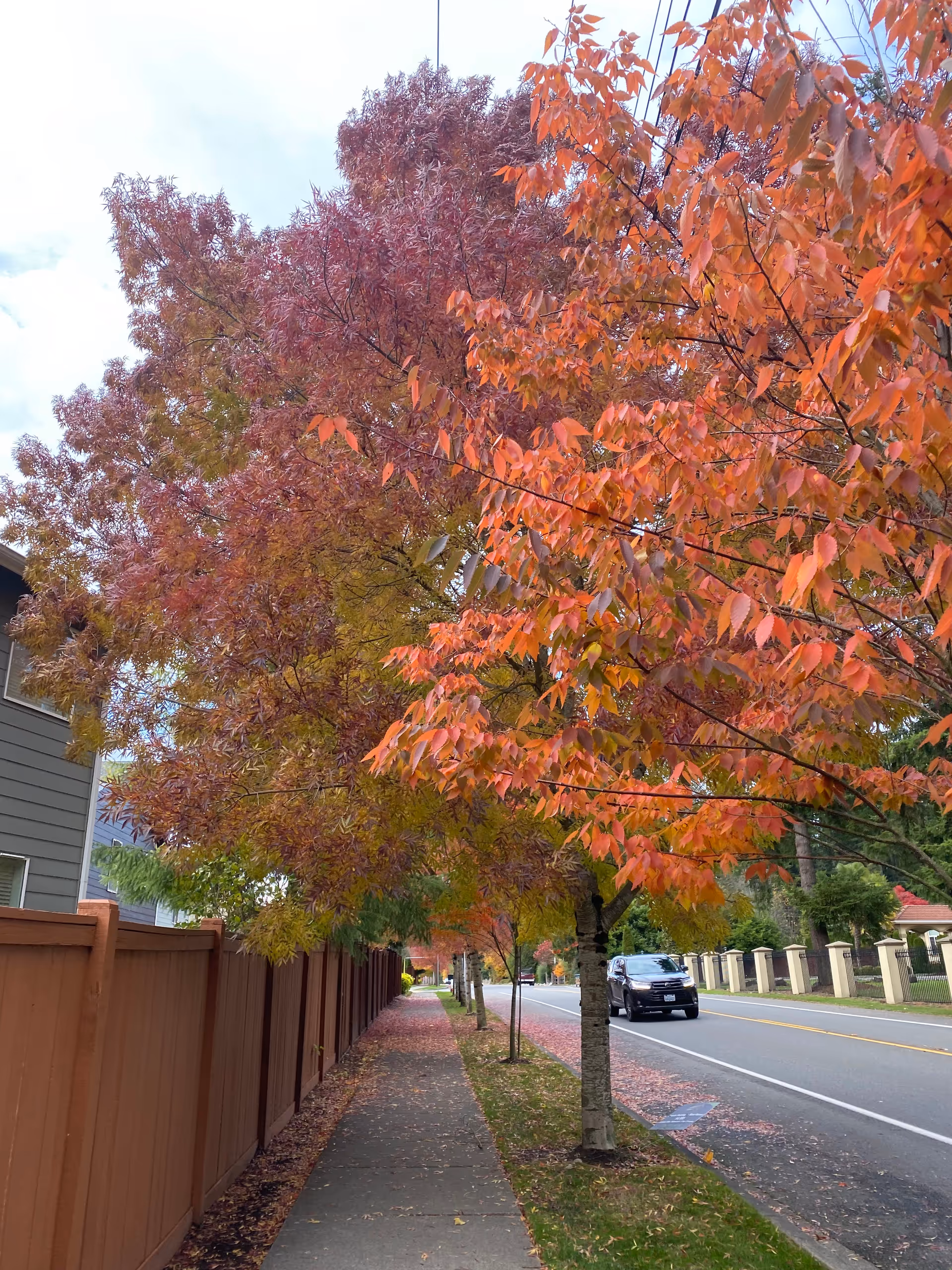 Tree-lined sidewalk with autumn-colored foliage along a residential street.