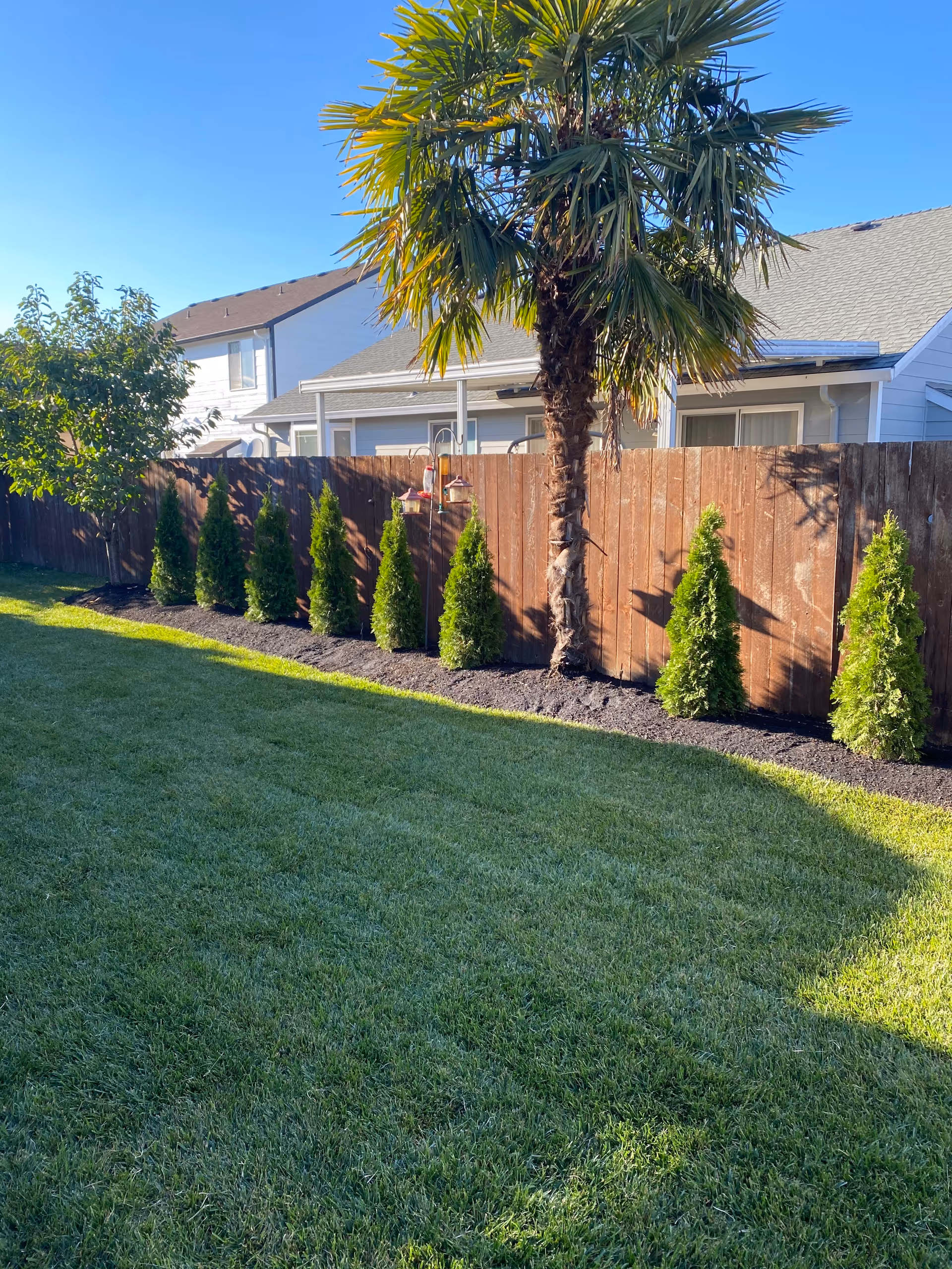 Lush backyard with green lawn, palm tree, and wooden fence beside a residential home.
