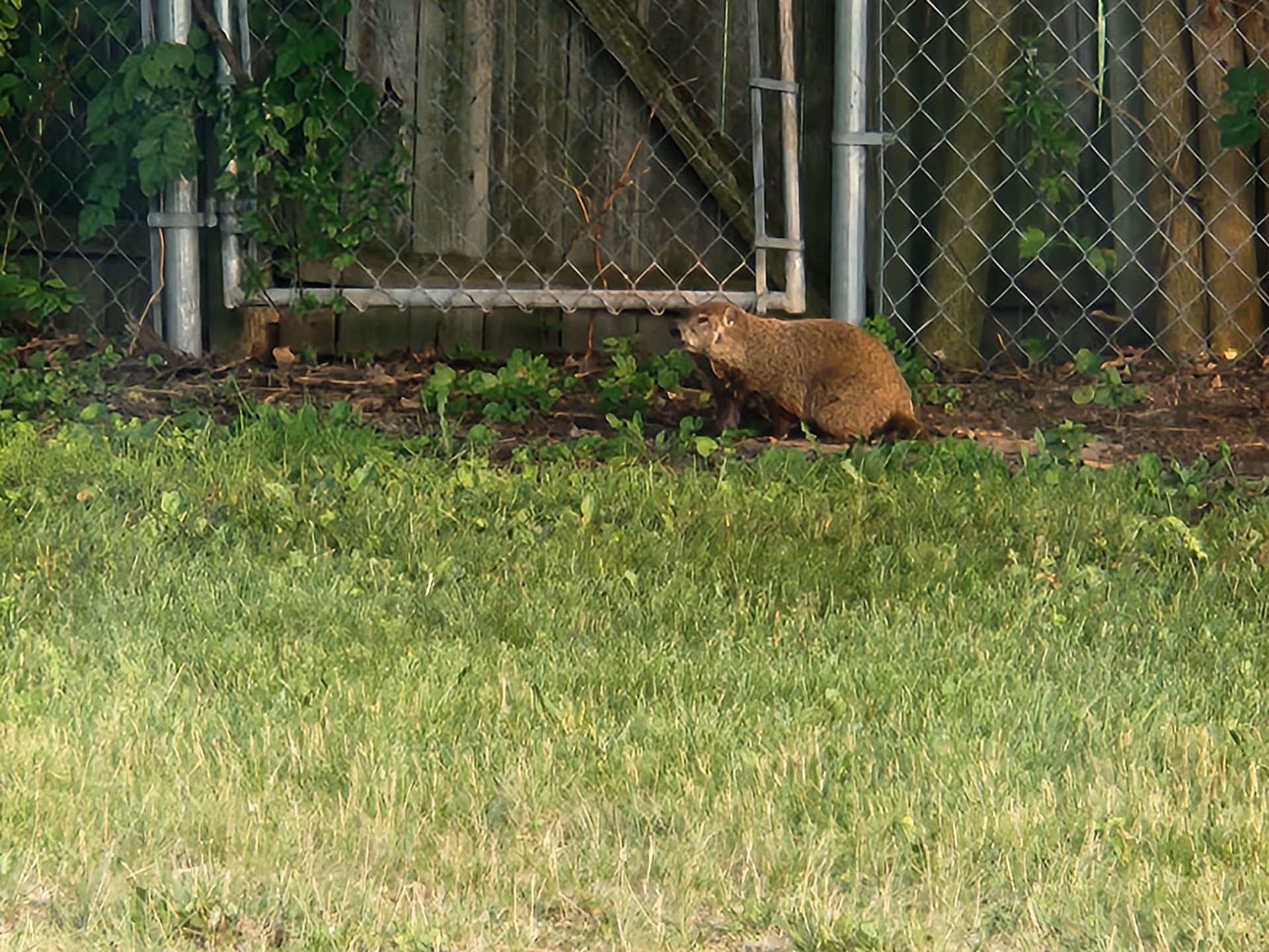 A brown ground-dwelling animal by a chain-link fence in a grassy outdoor area.