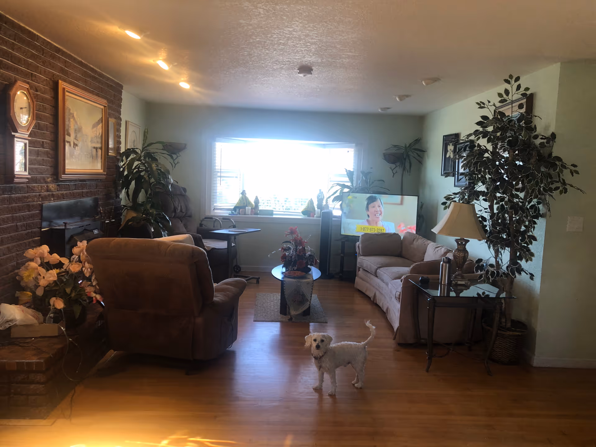Cozy living room in a residential care home with a sofa, chairs, plants, and small dog.