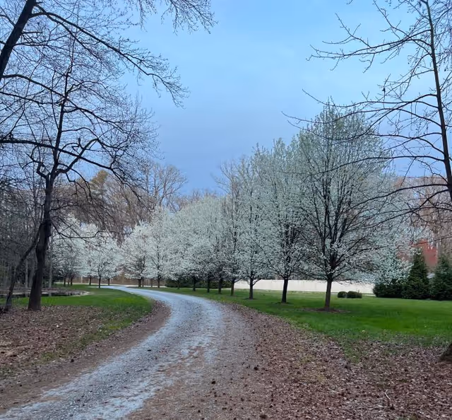 Winding gravel path curves through a park-like yard with flowering trees on both sides.