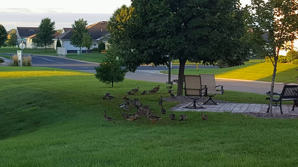 Green lawn with benches, trees, and a flock of ducks near the facility.