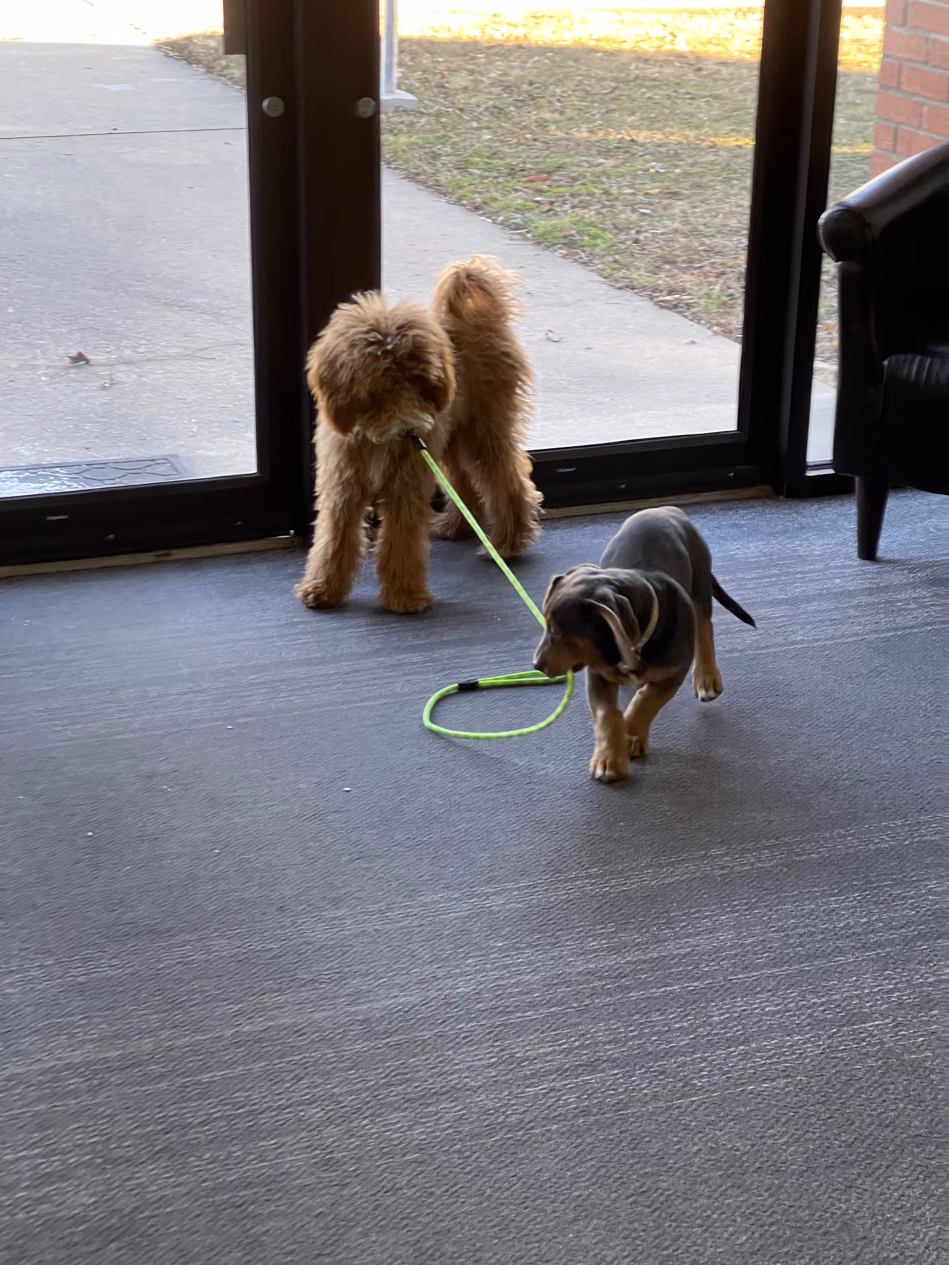 Two dogs on a neon leash inside a facility lobby near glass doors.