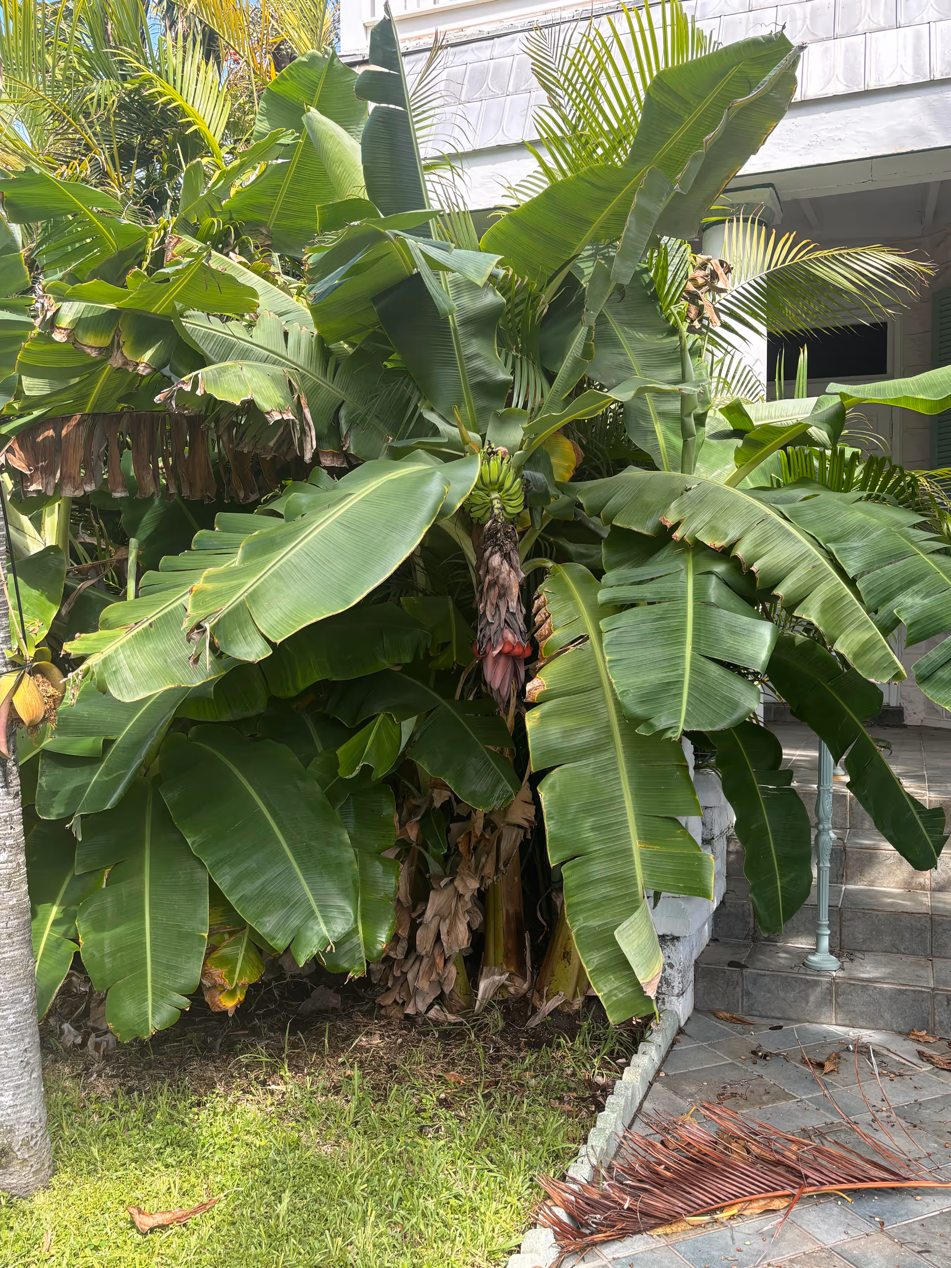Lush banana plants grow beside a building entrance with concrete steps.