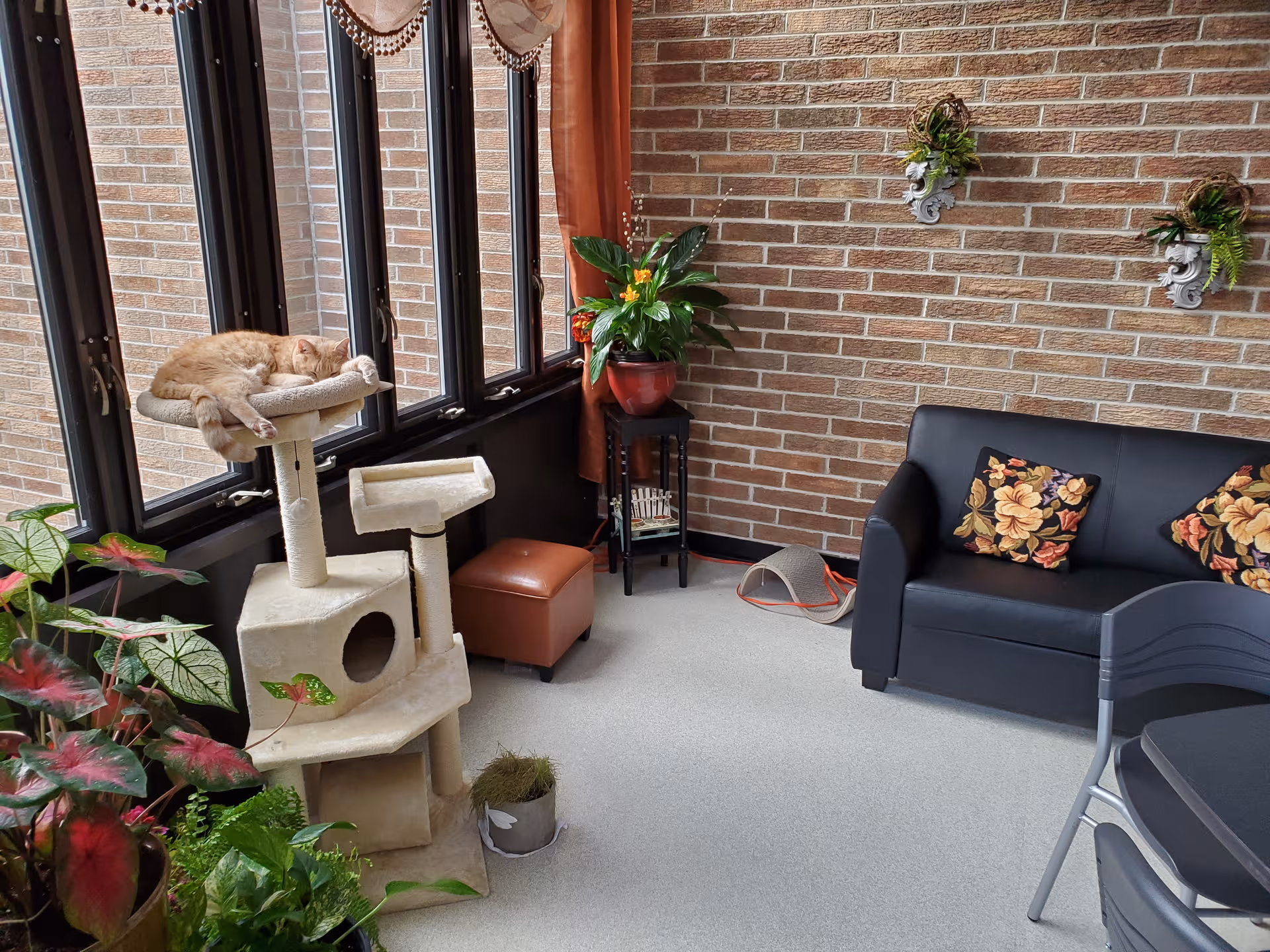 Cat sleeping on a beige cat tree beside large windows in a brick-walled living room.