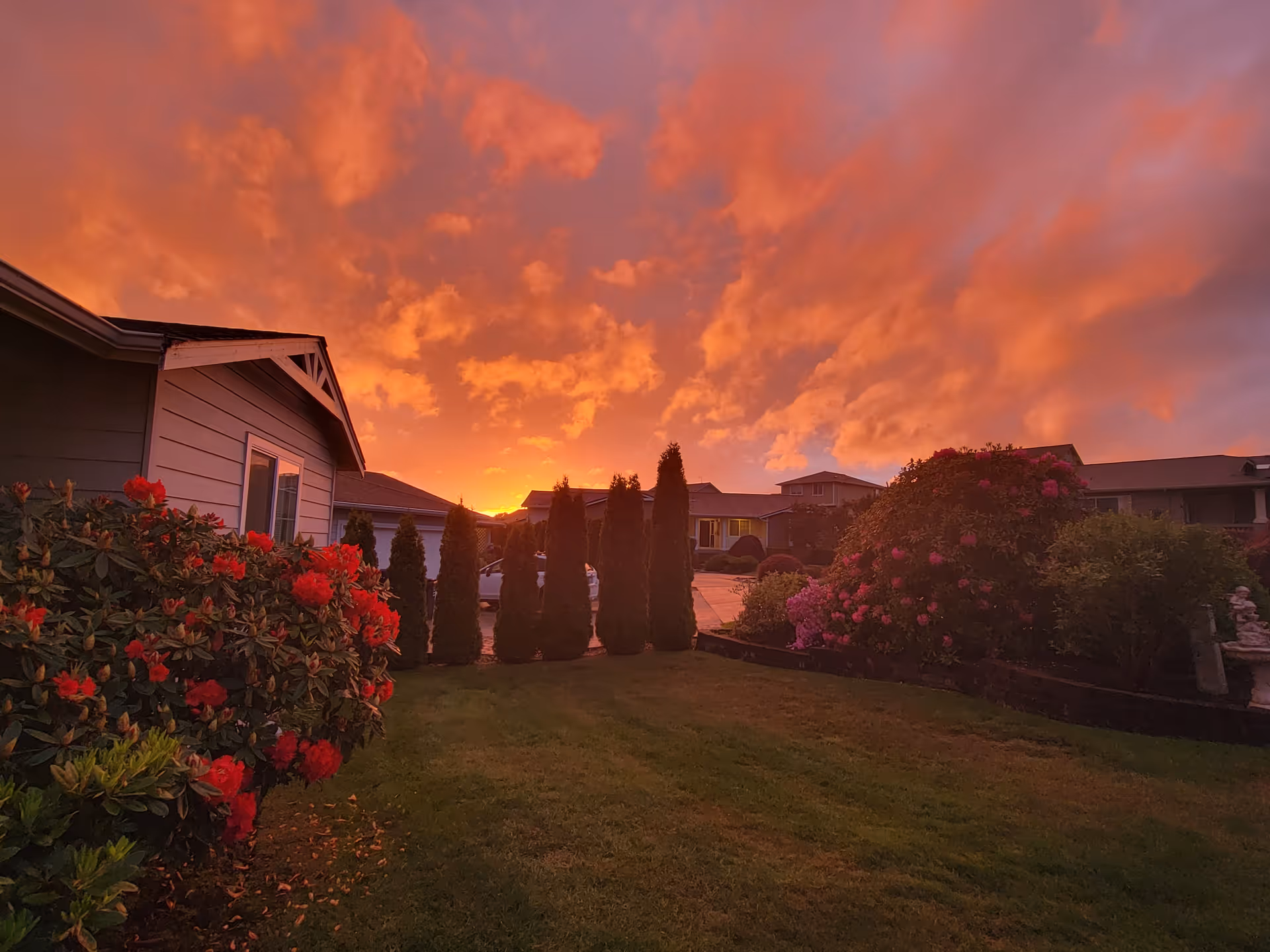 Sunset sky over a residential lawn with flowering bushes and evergreen shrubs.