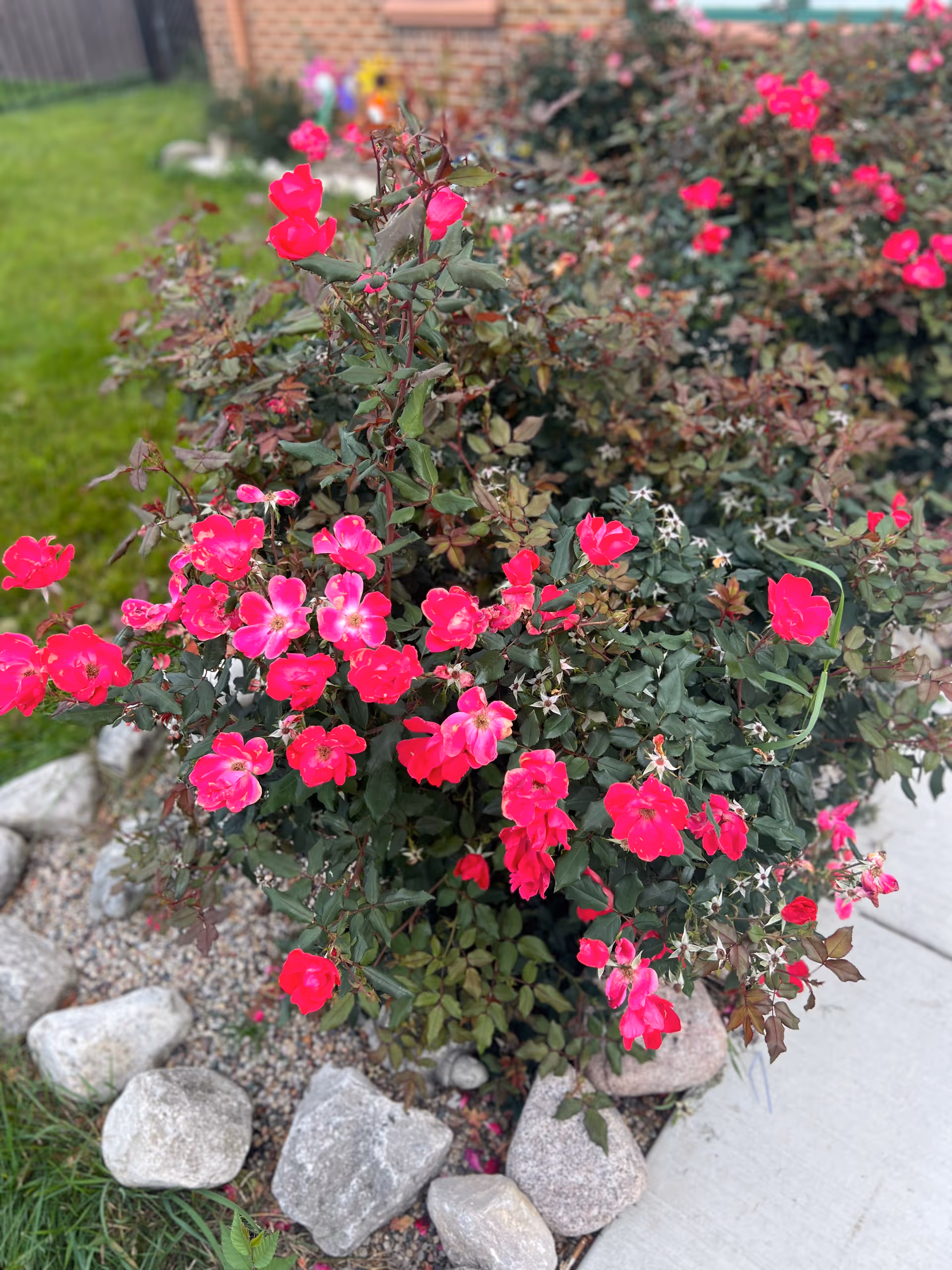 Bright pink flowers bloom on a bush beside a rock-strewn garden bed along a sidewalk.