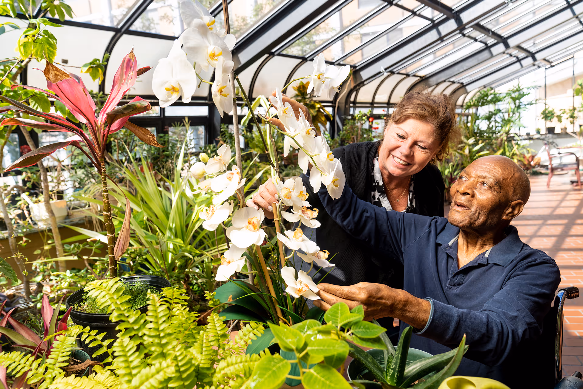 An elderly man in a wheelchair and a woman are tending to white orchids in a bright greenhouse filled with various green plants and flowers. The woman is smiling and assisting the man as he reaches out to touch the flowers.