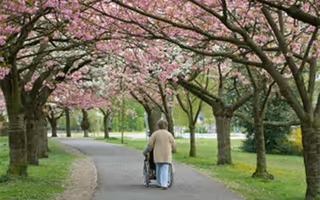 Two seniors walk along a tree-lined path beneath pink blossoming trees.