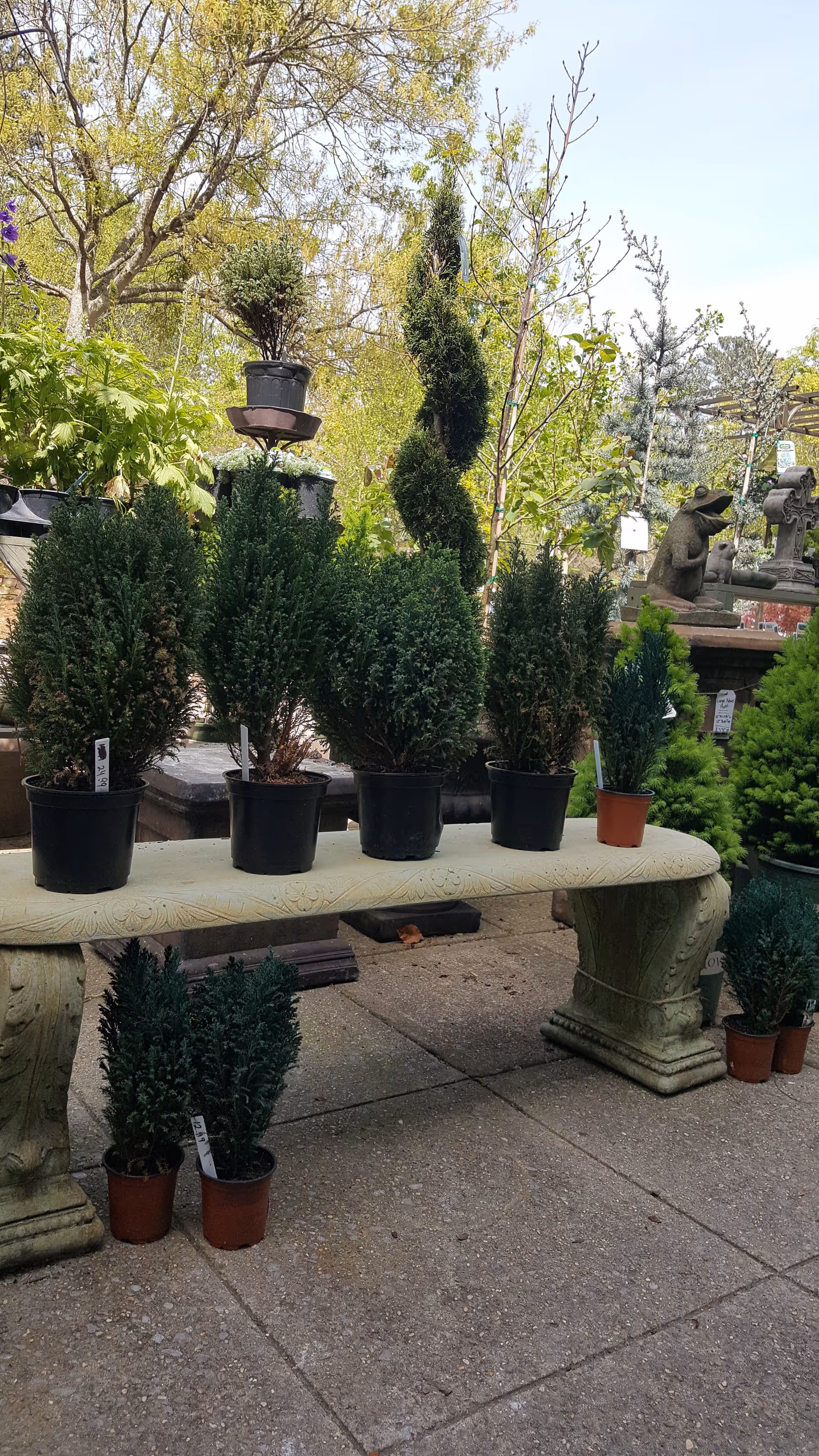 Potted shrubs arranged on a stone table outdoors.