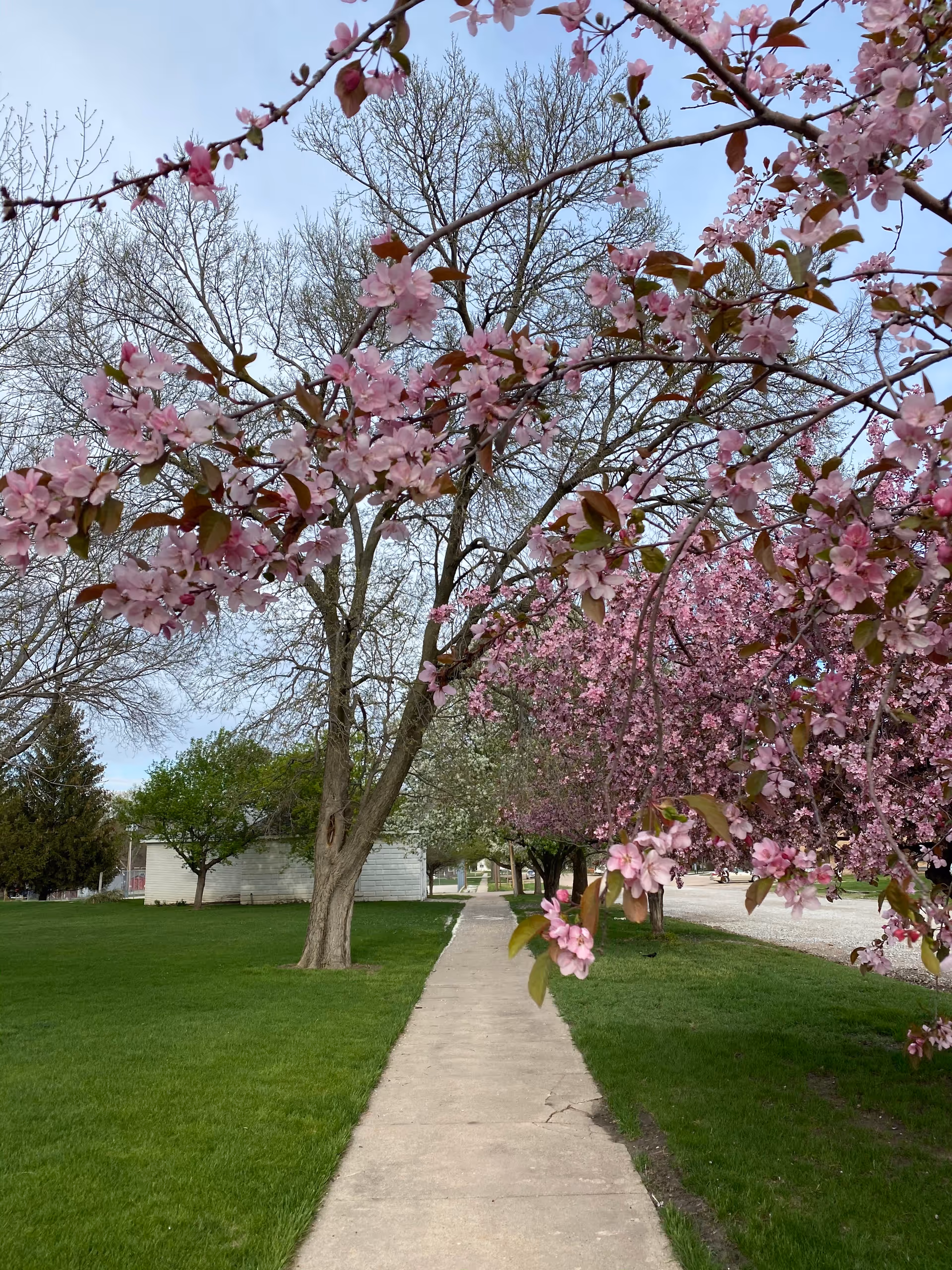Sidewalk flanked by pink blossoming trees and green lawns under a clear sky.