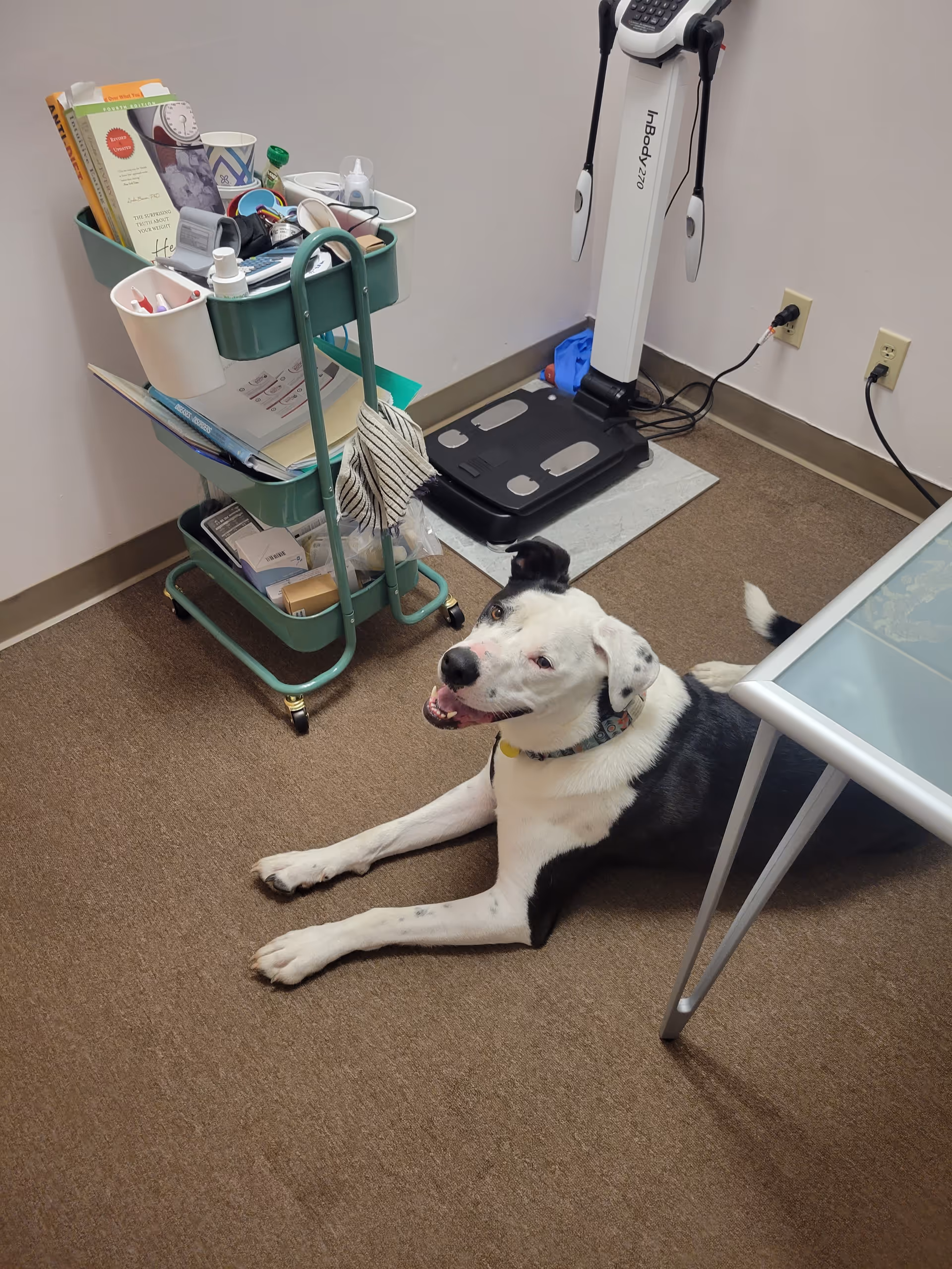 A dog lies on a carpeted floor beside a green medical cart in a clinic room.