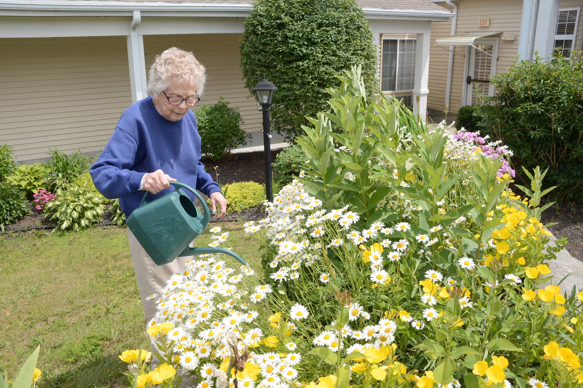 An elderly woman wearing glasses and a blue sweater is watering a garden bed filled with white daisies and yellow flowers outside a beige building with windows and bushes.
