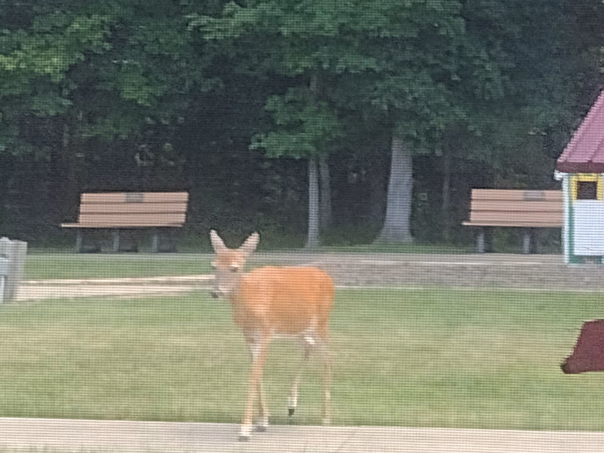 A deer stands on a grassy area near park benches and a small shelter.