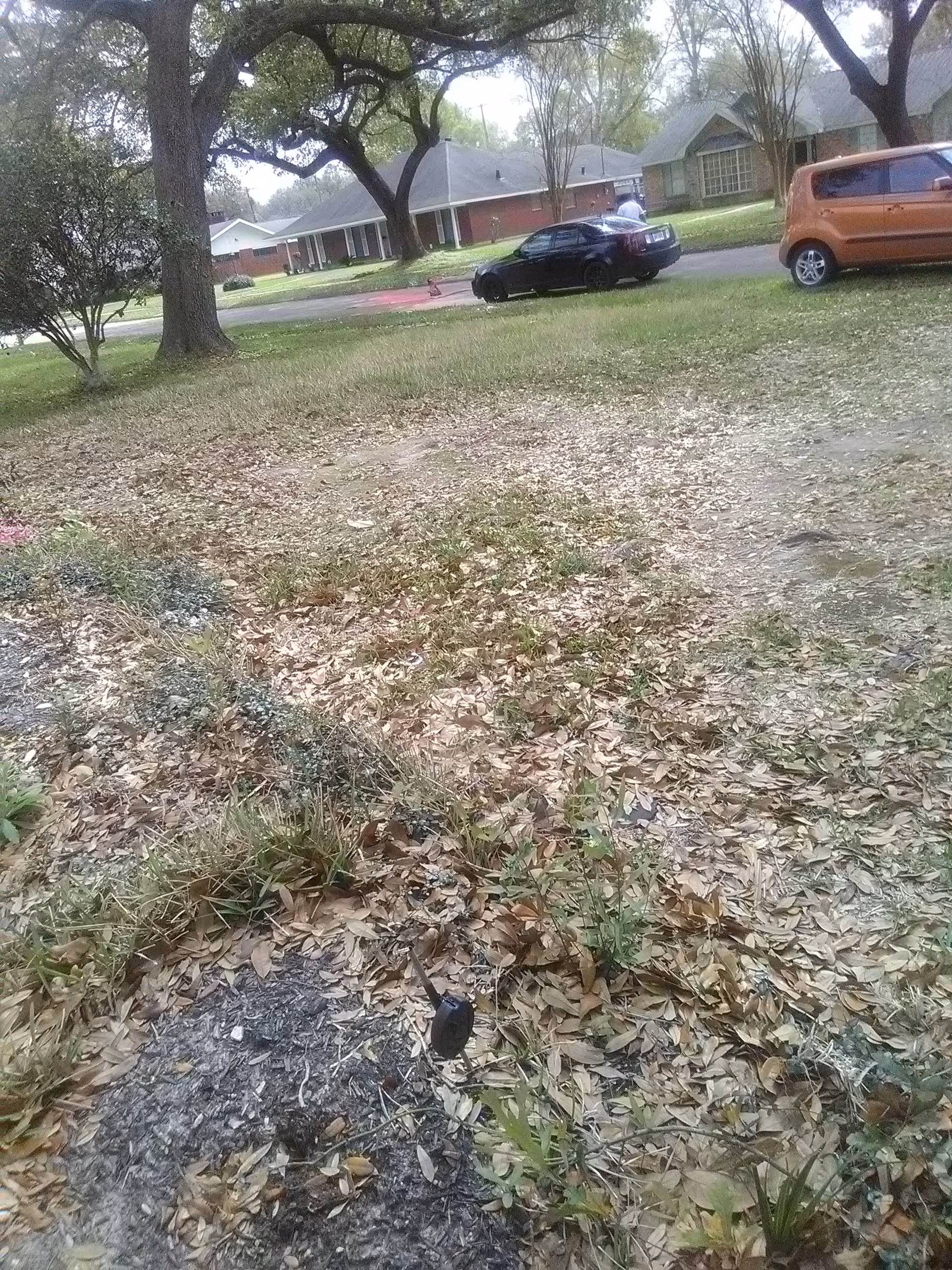Leaf-covered front yard with trees and parked cars along a suburban street.