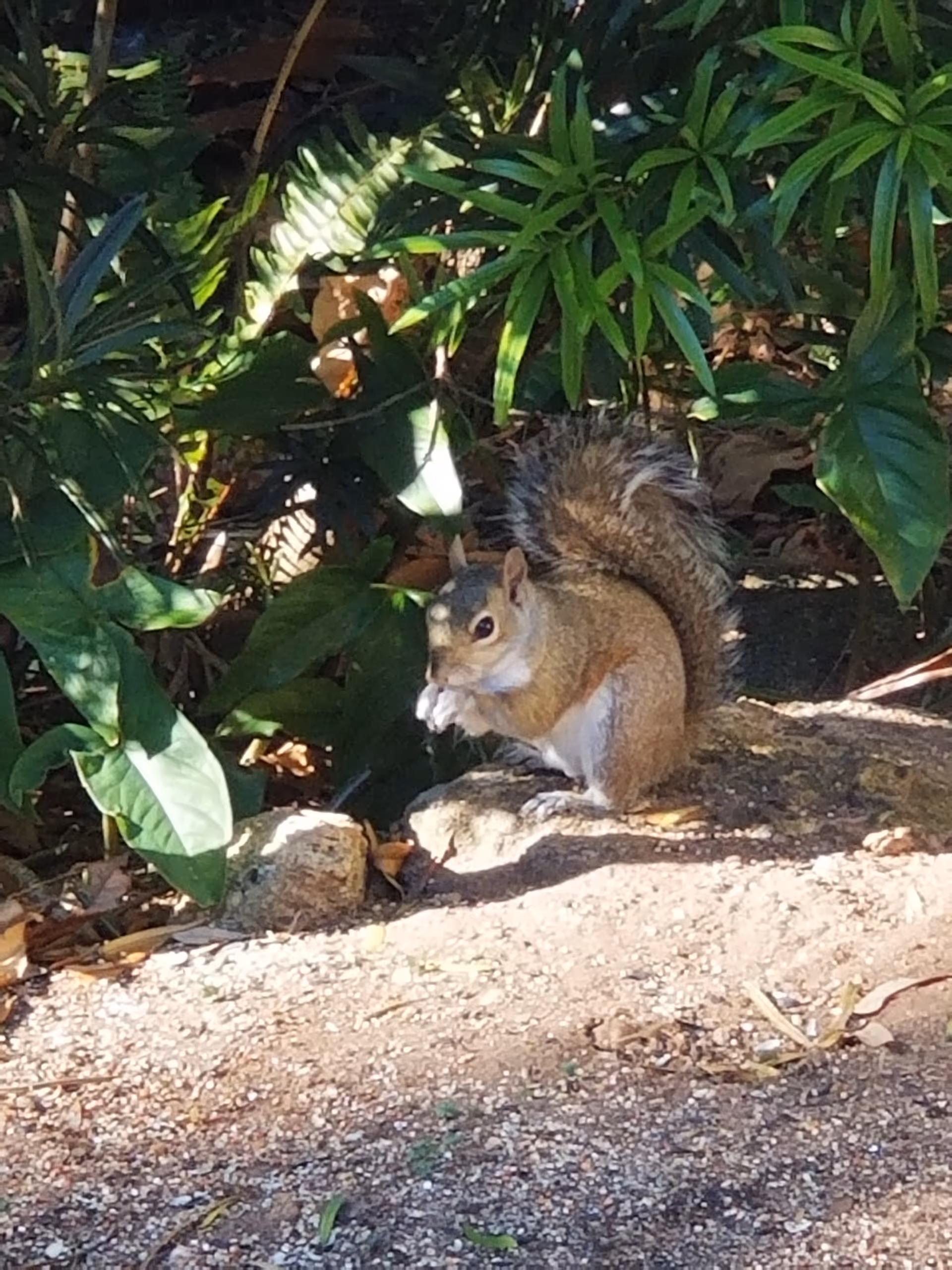 A squirrel sitting on the ground near some rocks and green leafy plants, holding and eating a small object.
