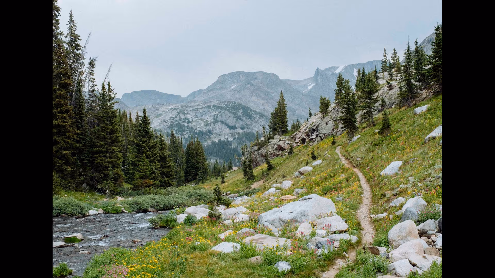 Winding dirt trail along a rocky hillside with pine trees and wildflowers.