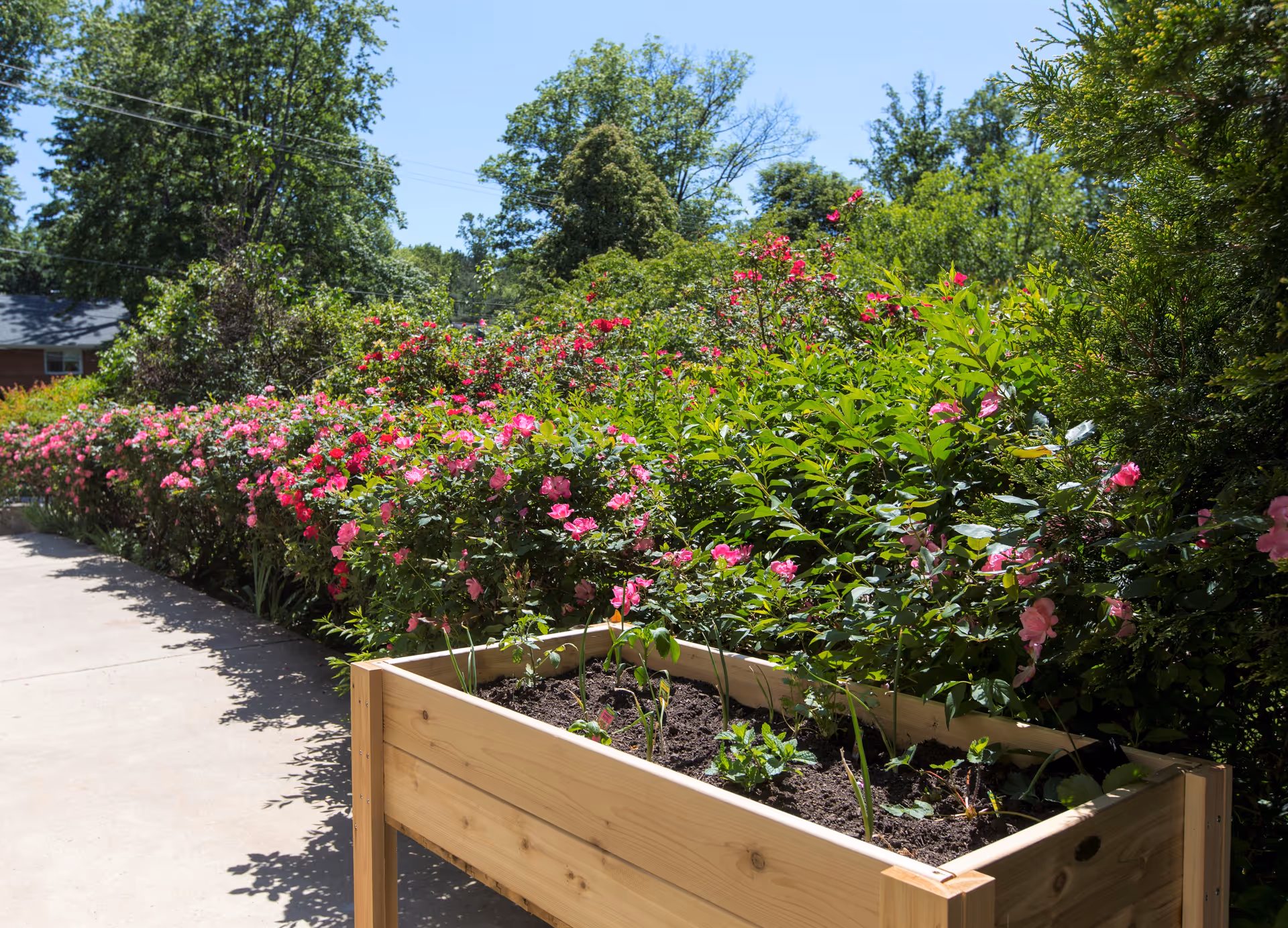 Raised wooden planter box by a sunlit walkway bordered by pink flowering bushes and trees.