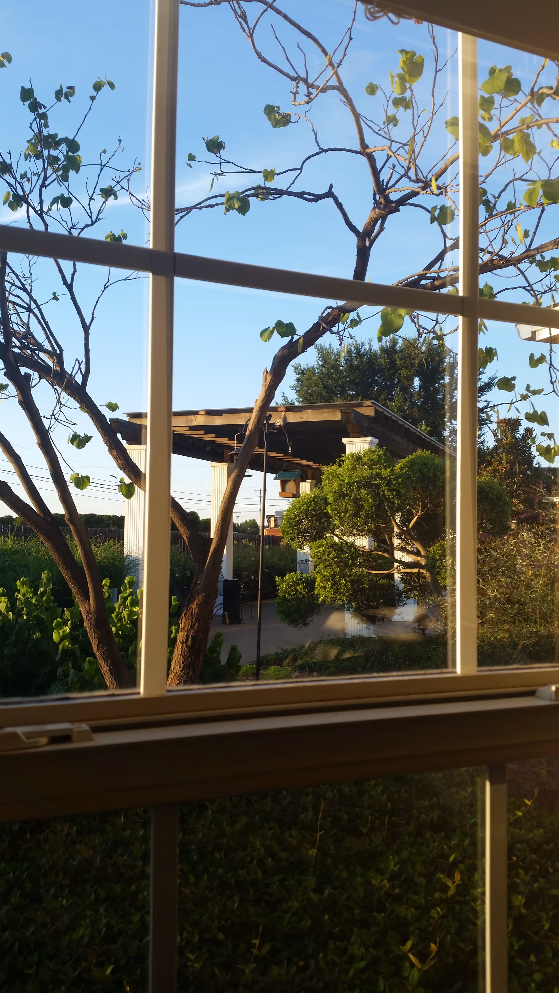 View through window of trees and a wooden outdoor structure.