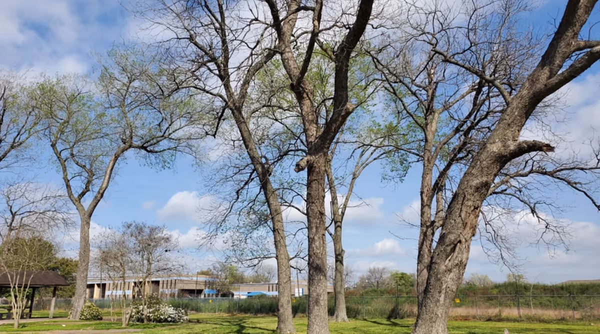 Outdoor scene with several large trees with sparse leaves, a grassy area, a small pavilion with a picnic table, and a building in the background under a partly cloudy sky.