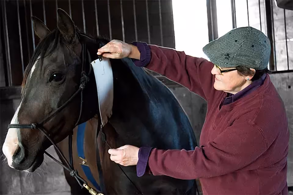 A person adjusts a horse's blanket in a stable.