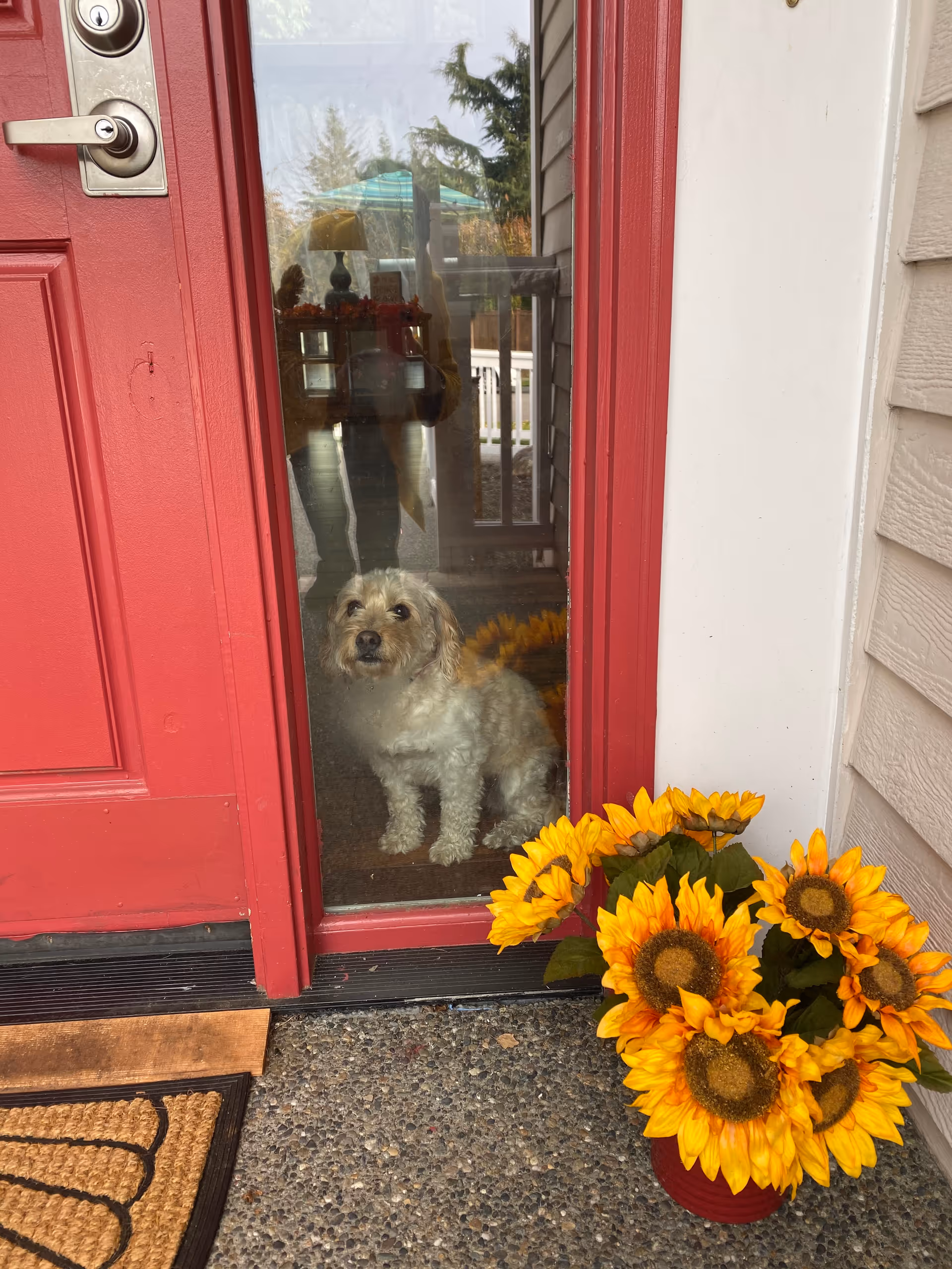 Small fluffy dog sits behind a glass door with a red frame beside sunflowers.