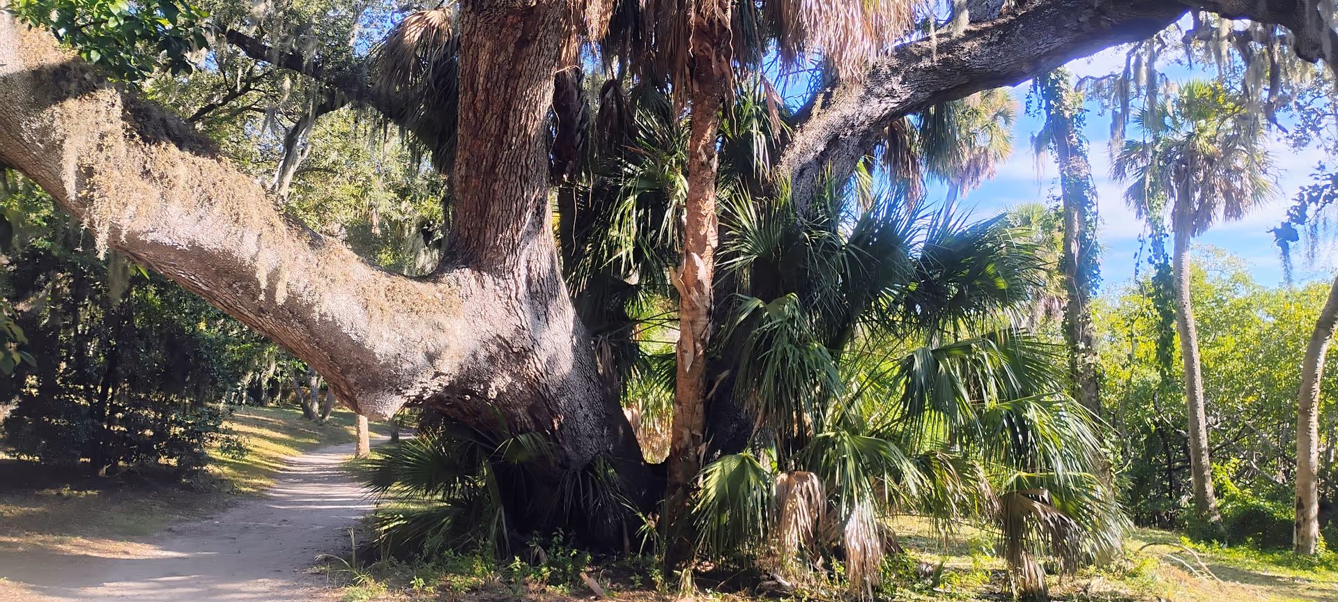 Sunlit dirt path winds through dense tropical trees and palm fronds in a lush outdoor setting