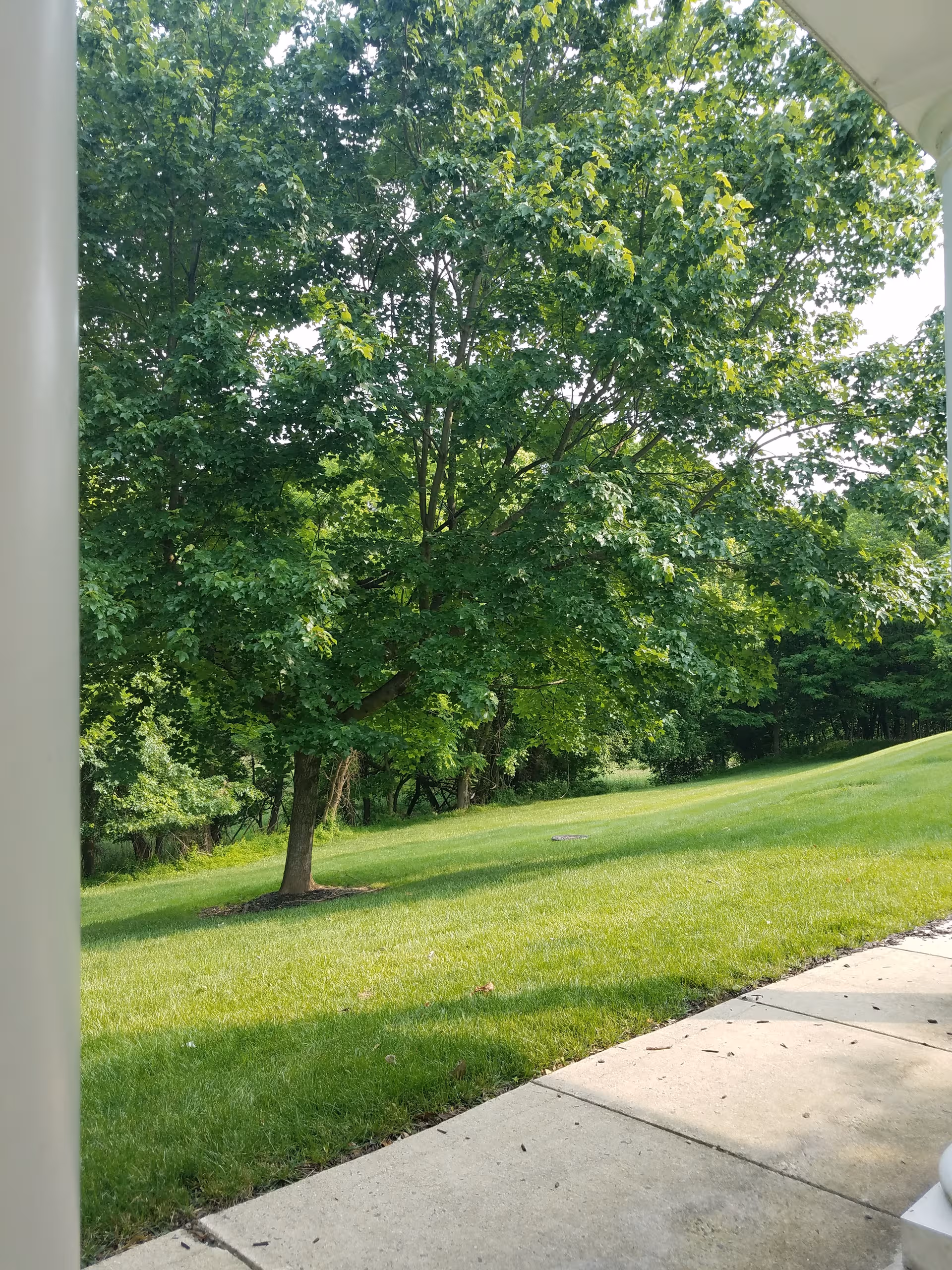 Shaded green lawn with a large tree beside a concrete walkway near a building.