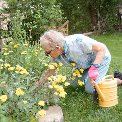 An elderly woman wearing a light blue floral shirt, blue pants, pink gardening gloves, and sunglasses is kneeling on the grass while tending to yellow flowers in a garden. She has a yellow watering can placed on the grass beside her.