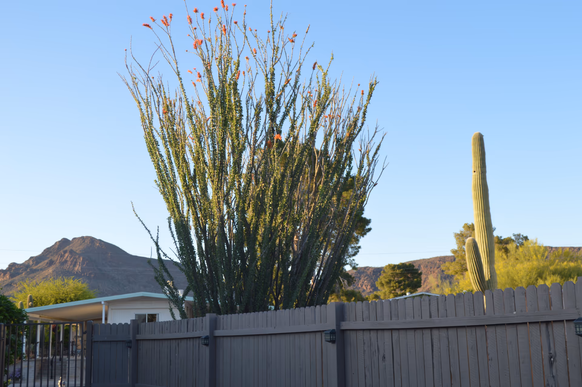 Desert yard with tall cactus behind a wooden fence and distant mountains.