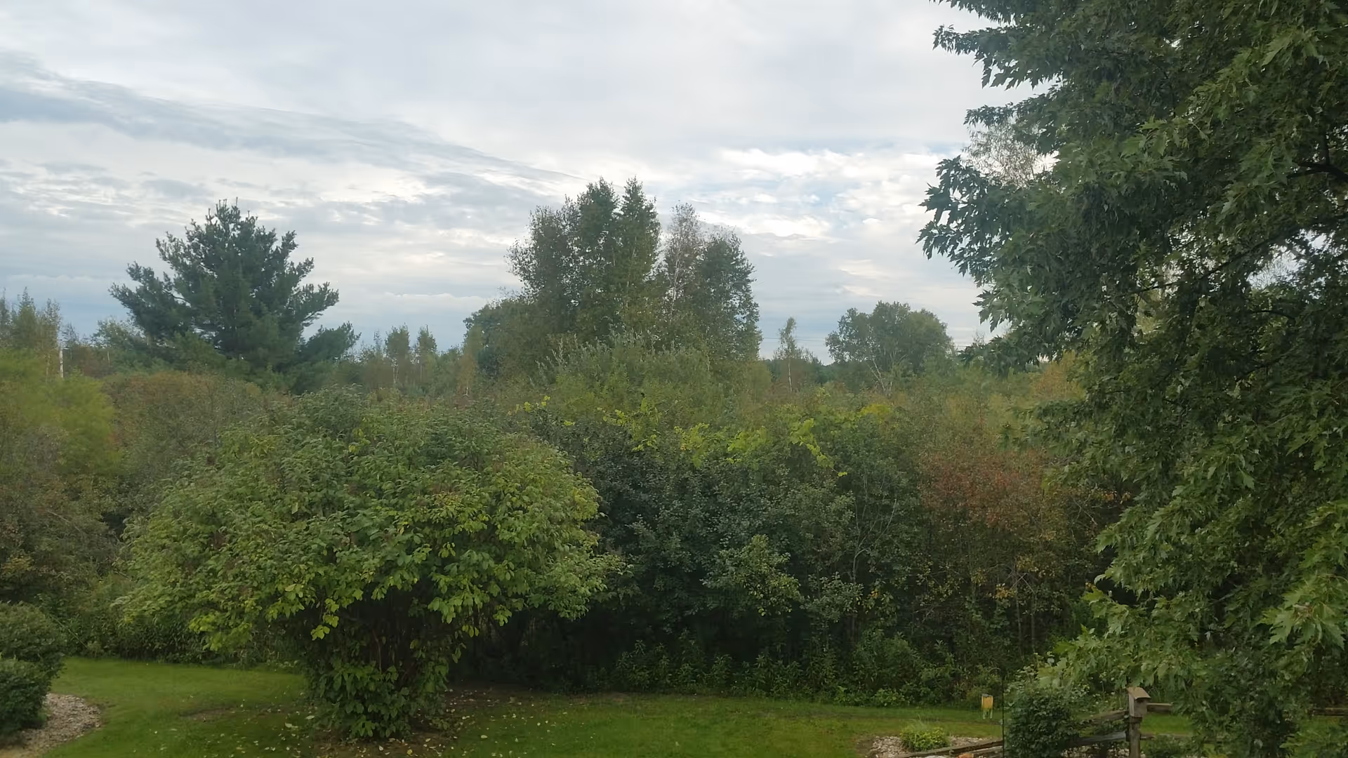 Lush outdoor area with trees, shrubs, and a grassy lawn.