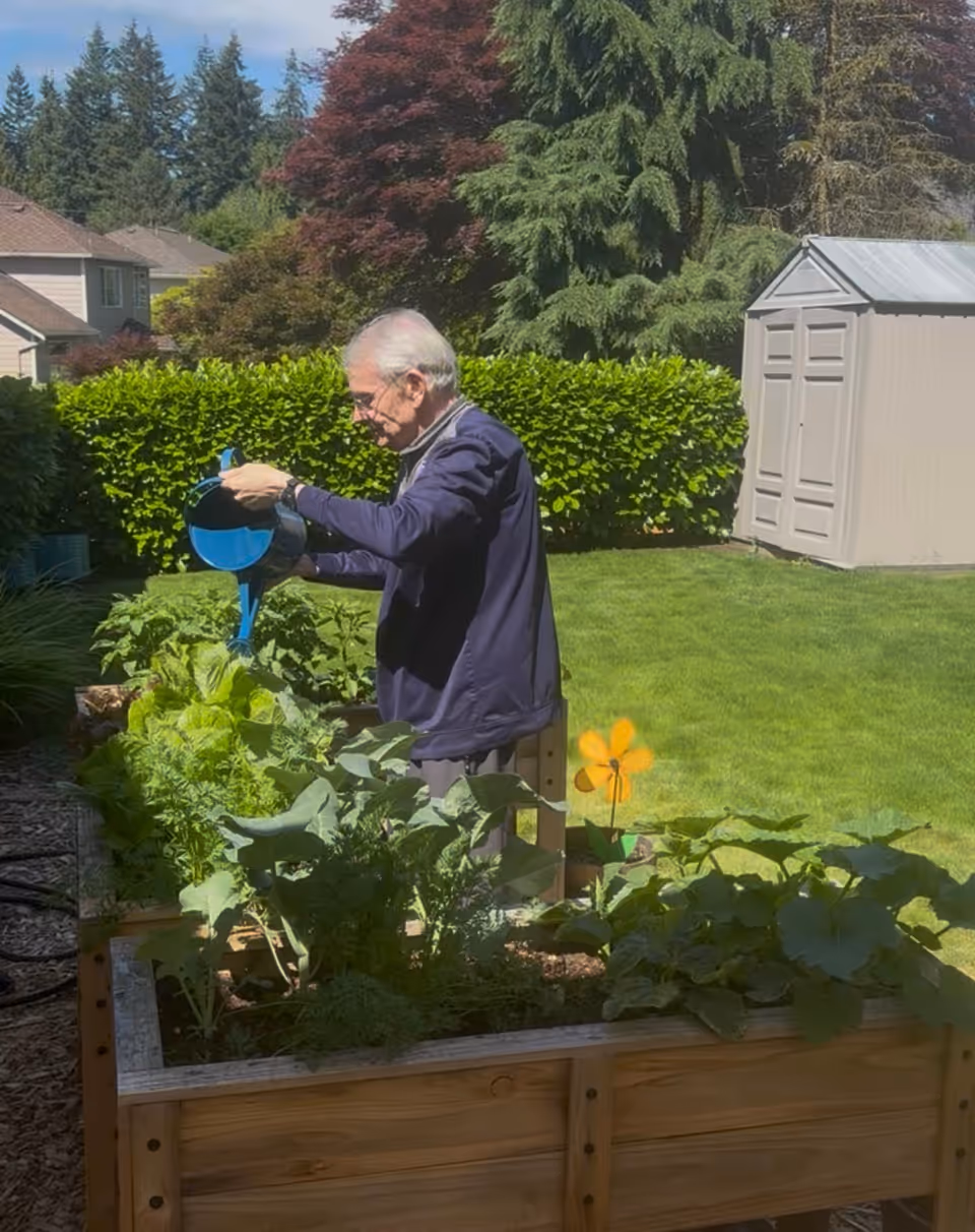 Elderly man waters a raised garden bed among plants in a sunny backyard.
