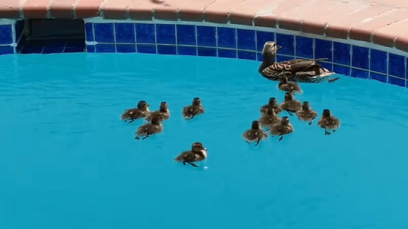 A swimming pool edge with blue tiles and a mother duck leading her ducklings.