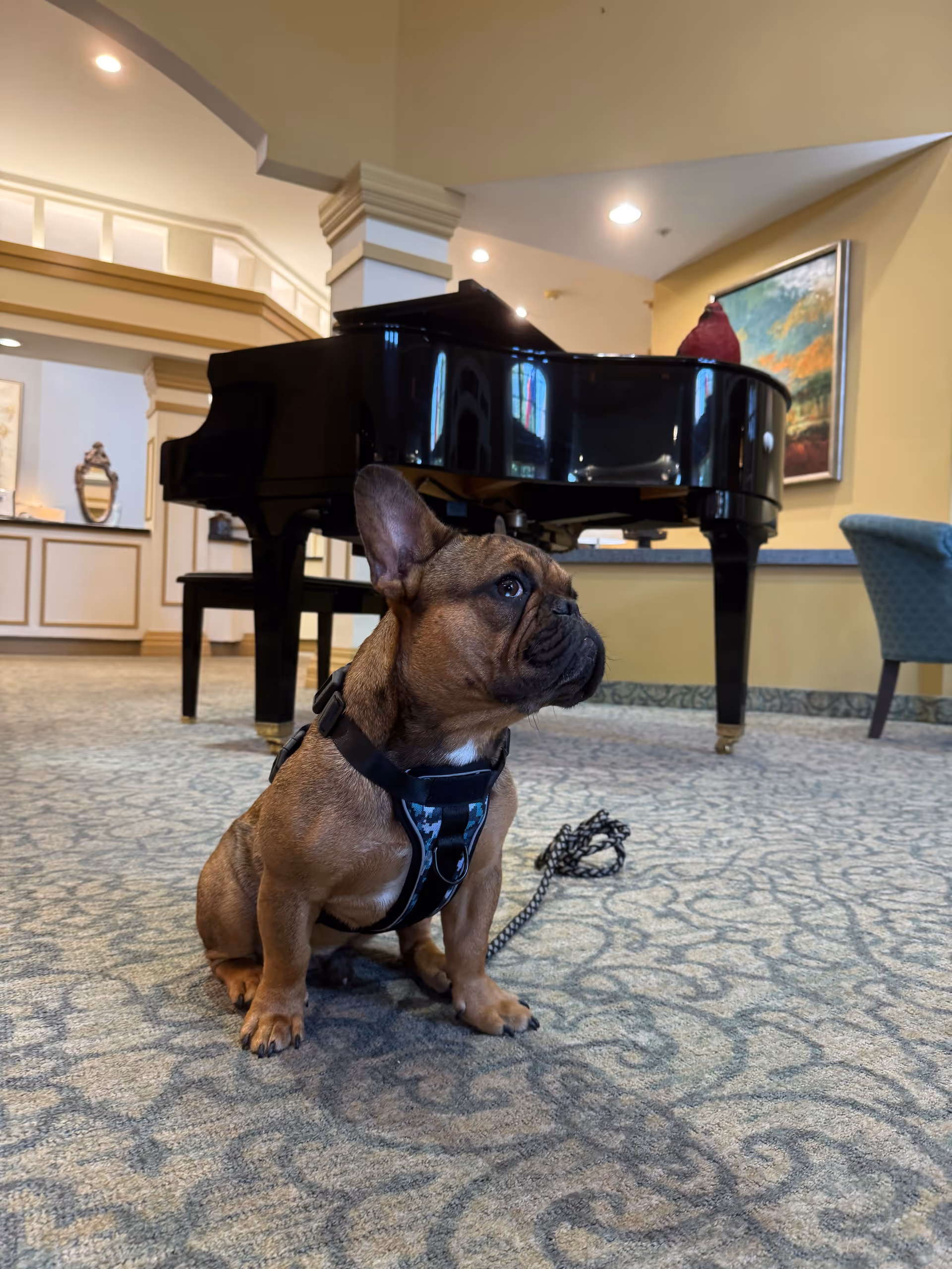 A small brown dog sits on a patterned carpet near a grand piano in a lobby.