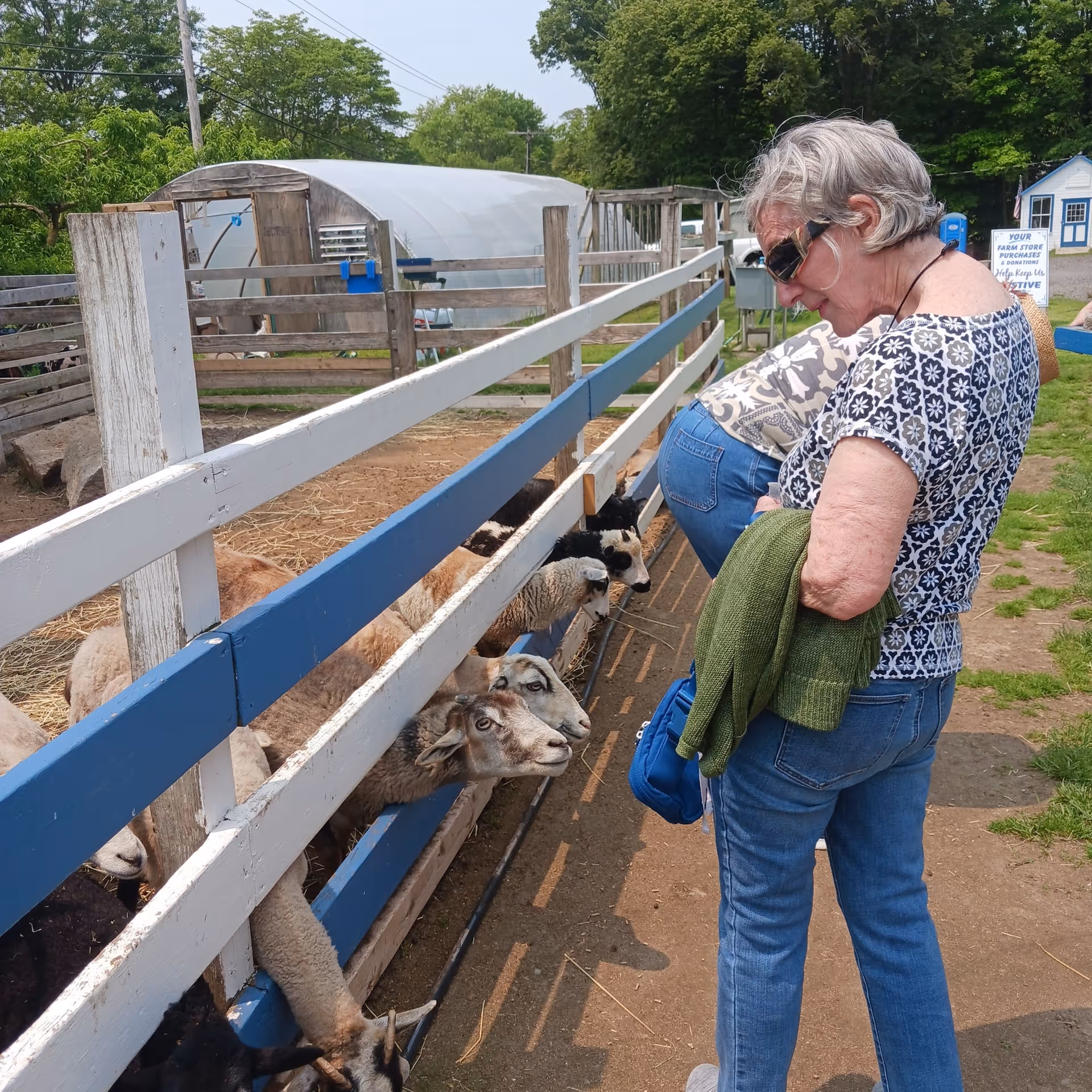 An elderly woman wearing sunglasses, a patterned shirt, and jeans is standing near a wooden fence at a petting farm. Several sheep are sticking their heads through the fence, interacting with her. There is greenery and a small greenhouse structure in the background.