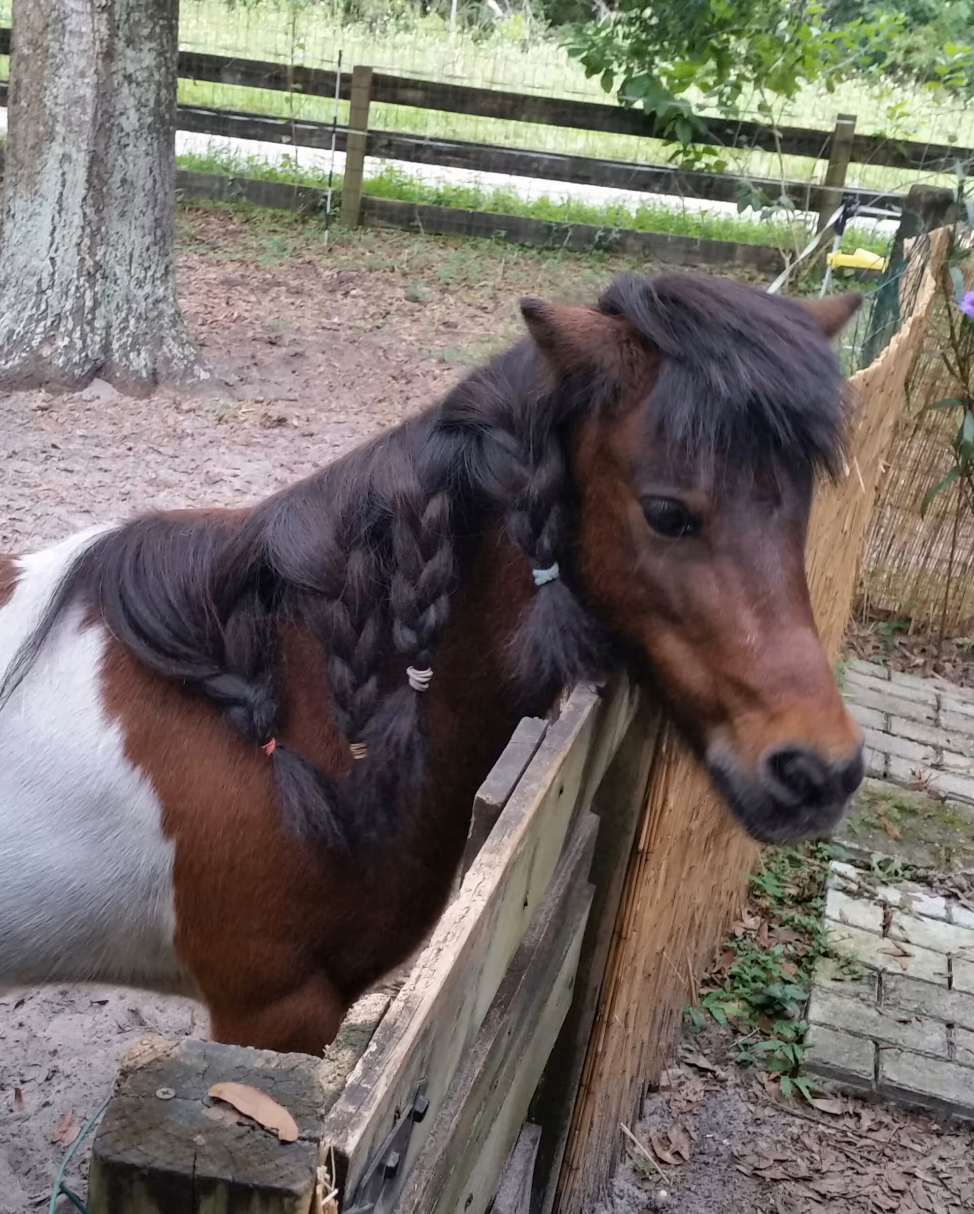 A small brown and white pony with braided mane standing next to a wooden fence in an outdoor area with trees and grass.