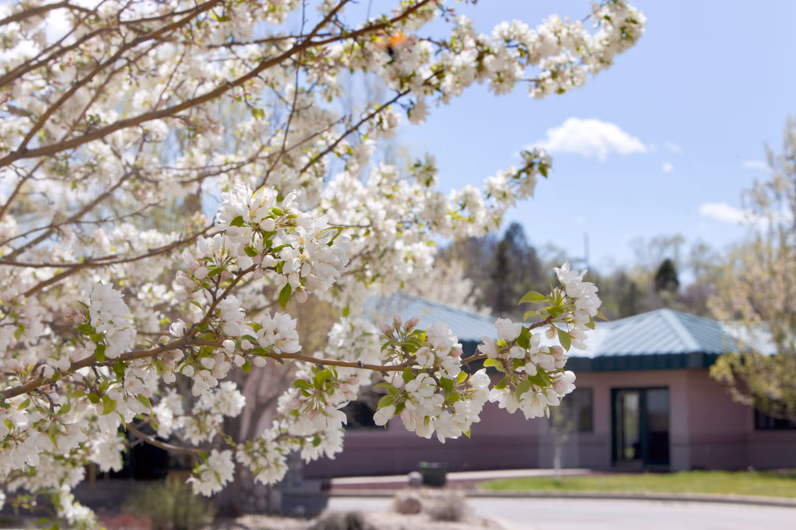 White flowering tree branches in bloom with a low building and green metal roof in the background.