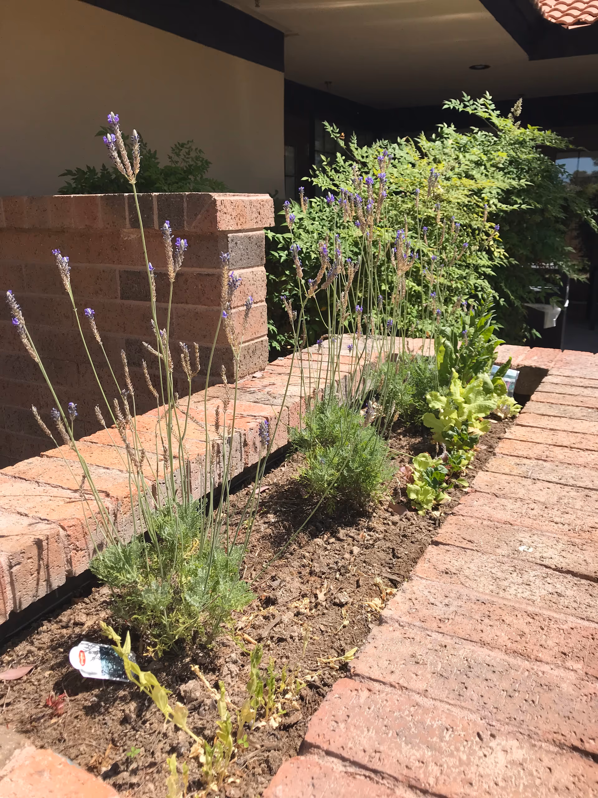 Garden bed with lavender plants along a brick walkway near the building entrance.