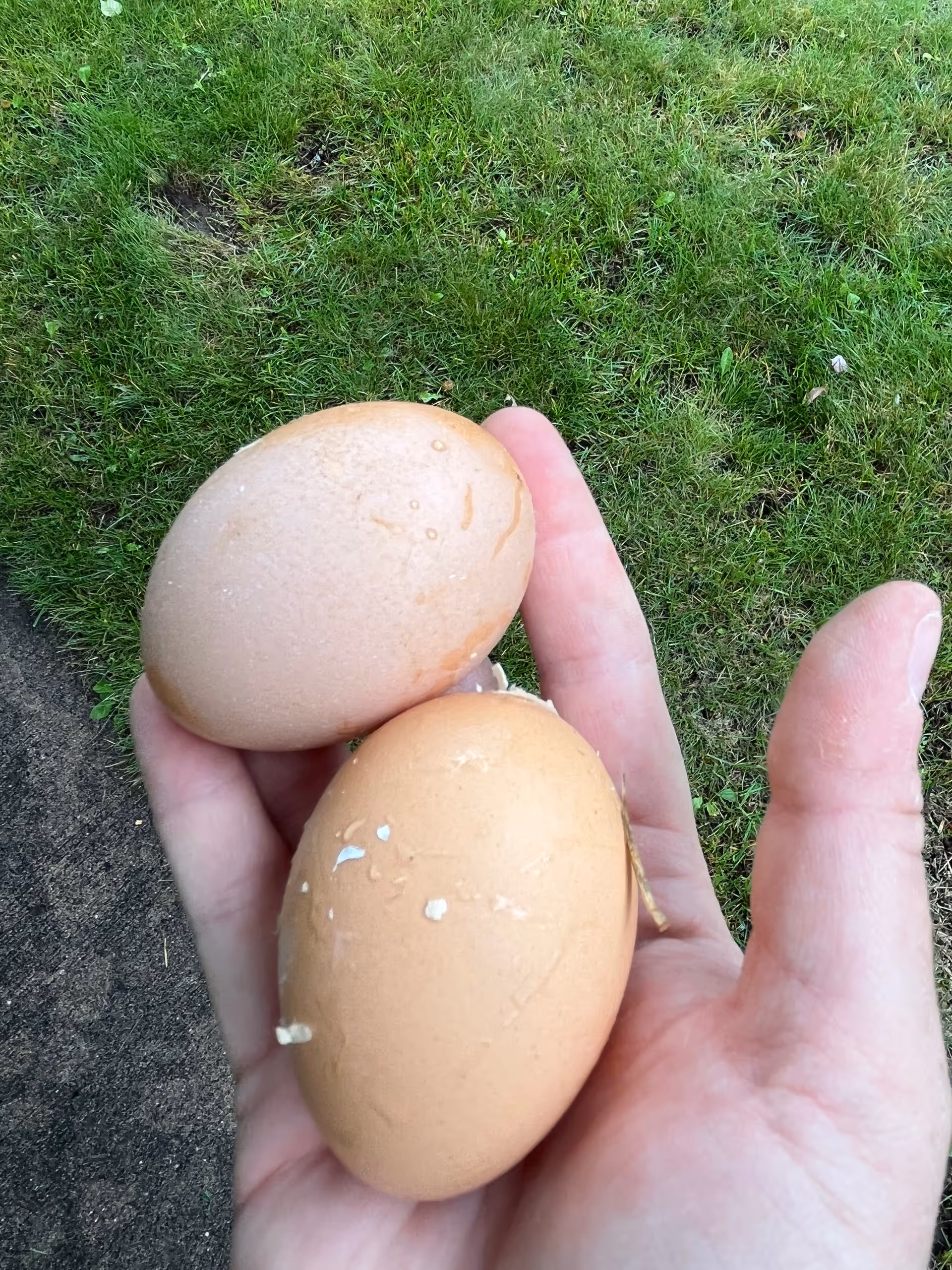 A close-up of a hand holding two brown eggs with some dirt and small debris on them, with green grass and a patch of soil in the background.