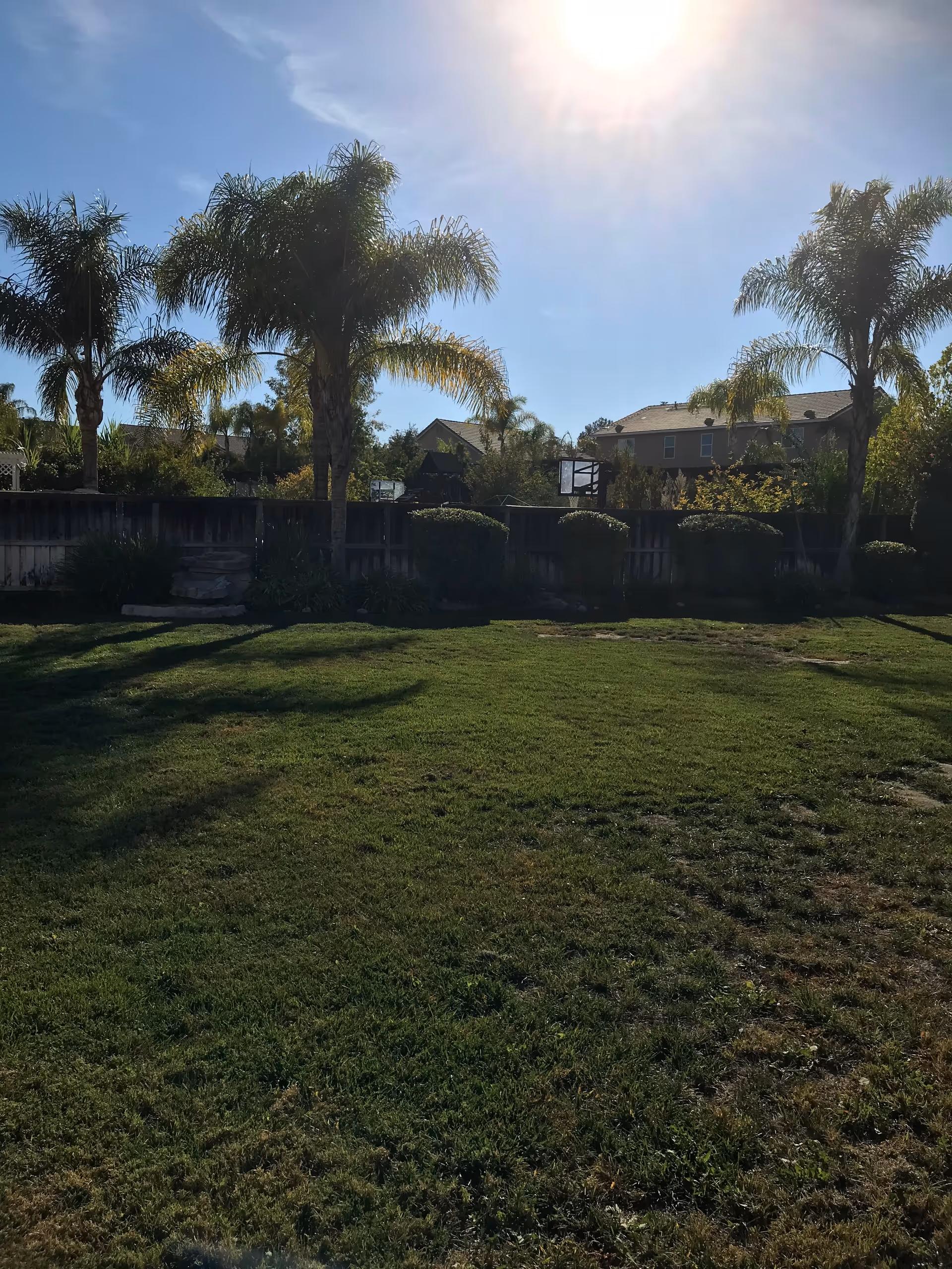 Sunlit backyard with palm trees, fence, and a grassy lawn.