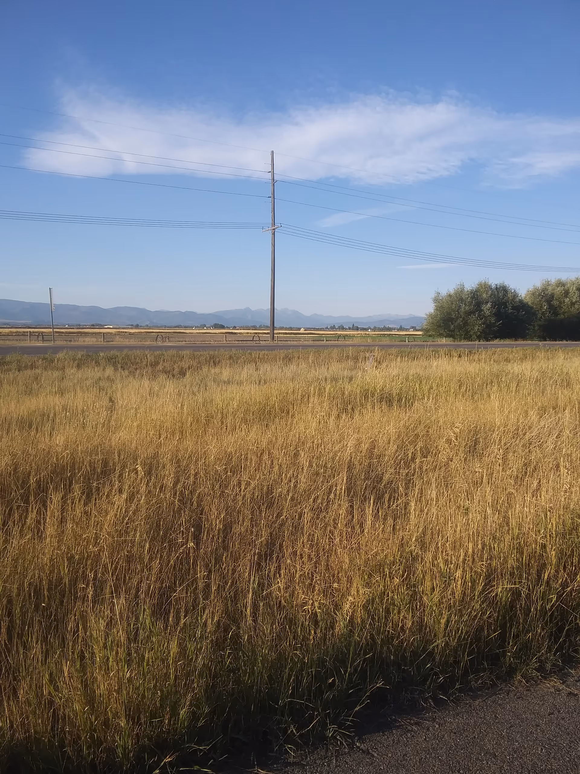 Wide field of tall golden grasses with power lines, road, and distant mountains.