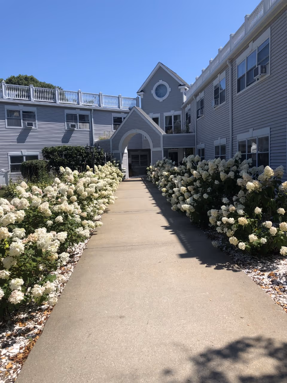A paved walkway lined with white flowering bushes on both sides leading to the entrance of a two-story gray building with white trim under a clear blue sky.