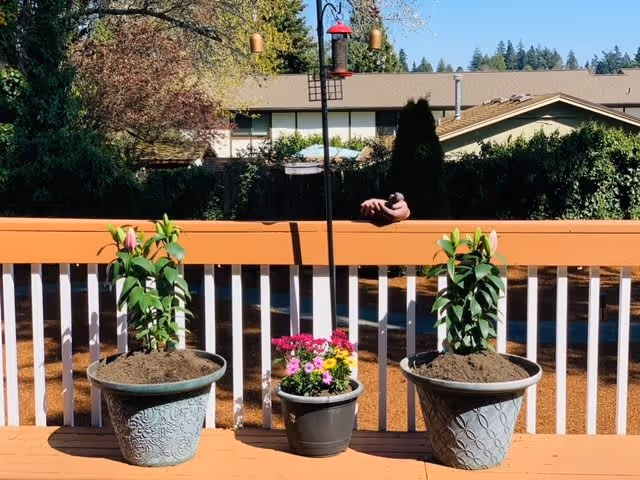 A wooden deck railing with two large potted plants containing green leafy plants with pink buds, and a smaller pot with colorful flowers in the center. Behind the railing is a bird feeder on a pole and a background of trees, bushes, and residential buildings under a clear sky.