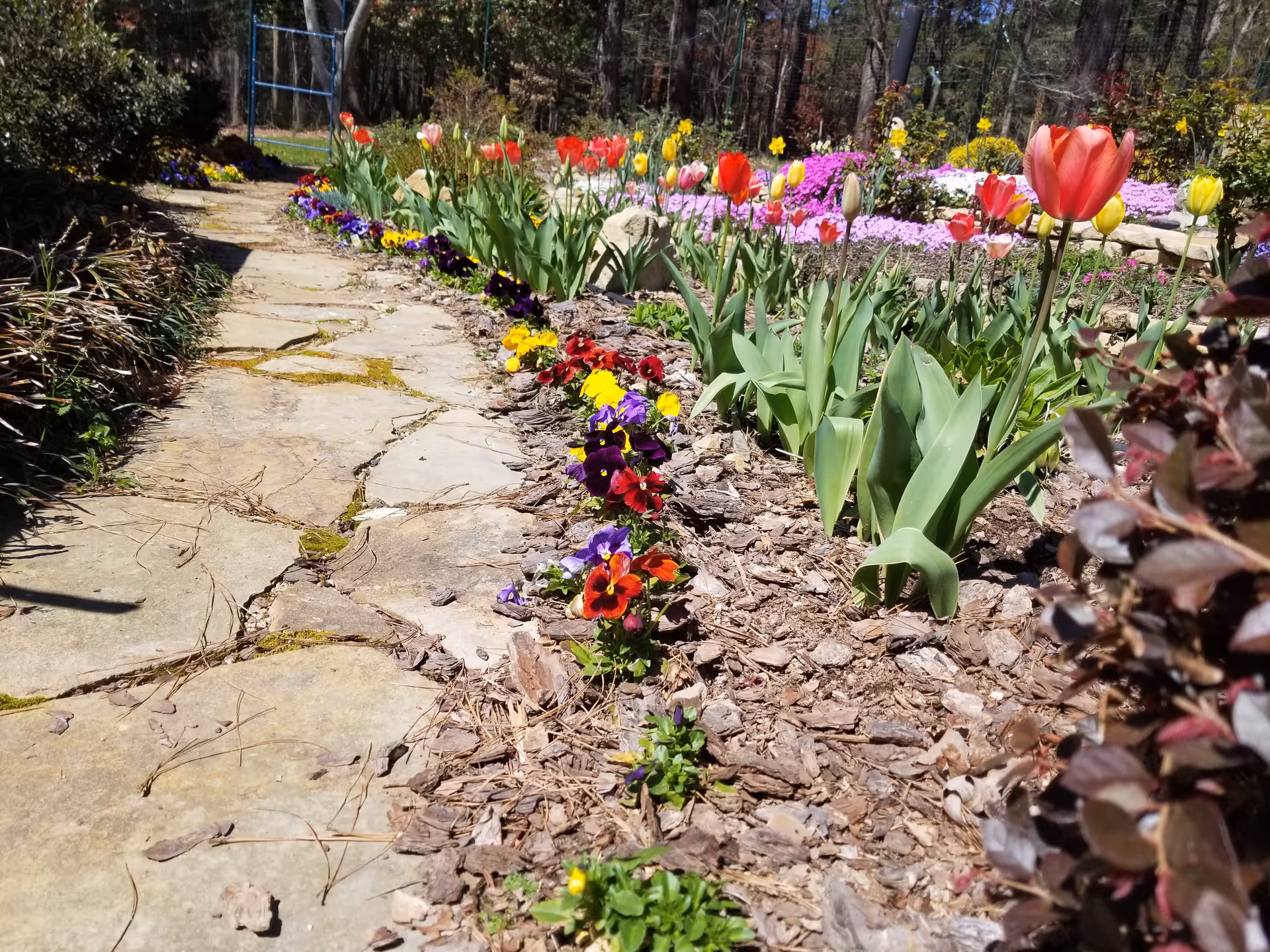 Stone pathway bordered by colorful tulips in a sunny garden exterior.